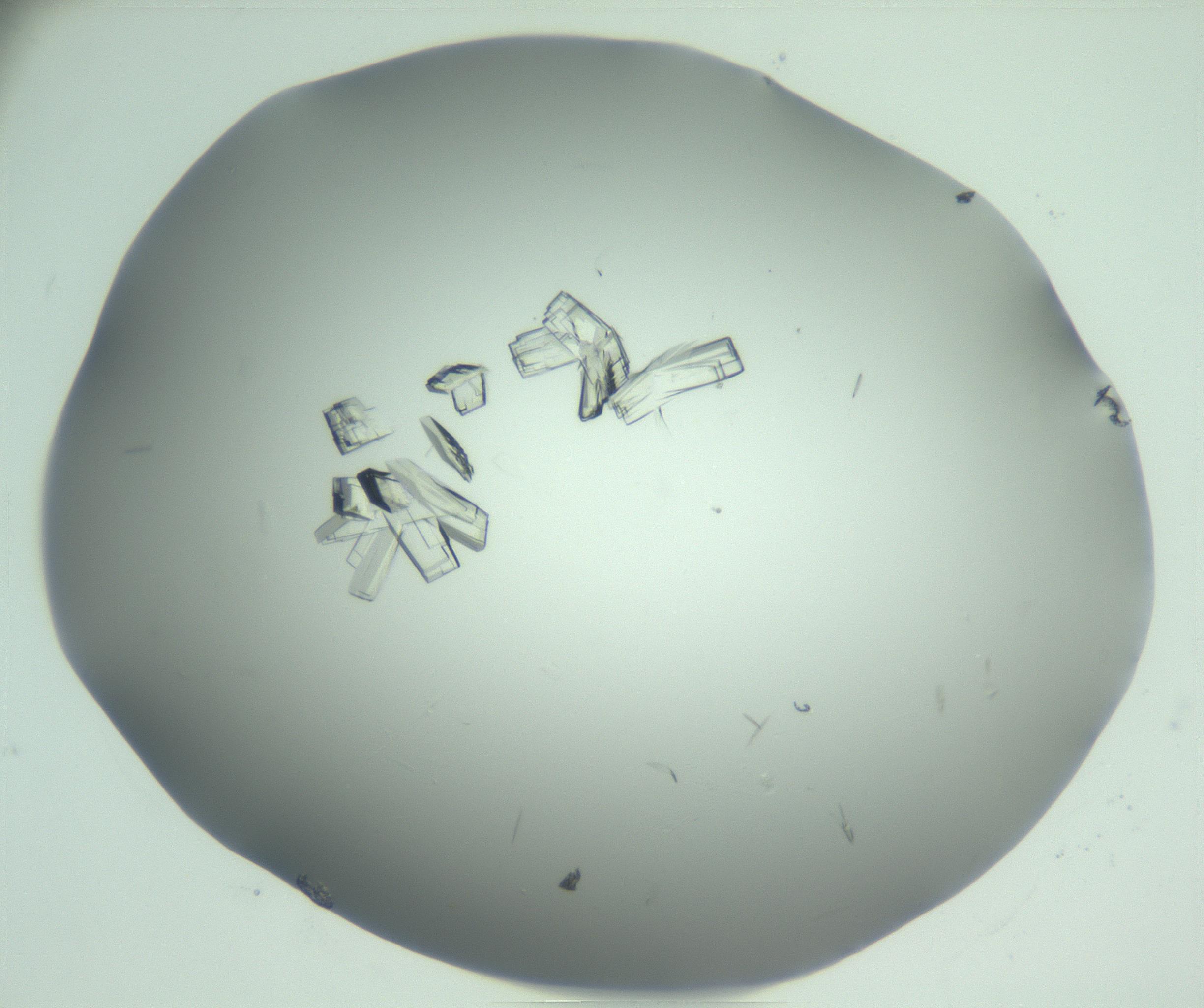RI01_03_000_0212_Proj1_Clon1_MC_0000MC103046_003_161127_02_08_01_00_99_002_001_RAI.jpg
