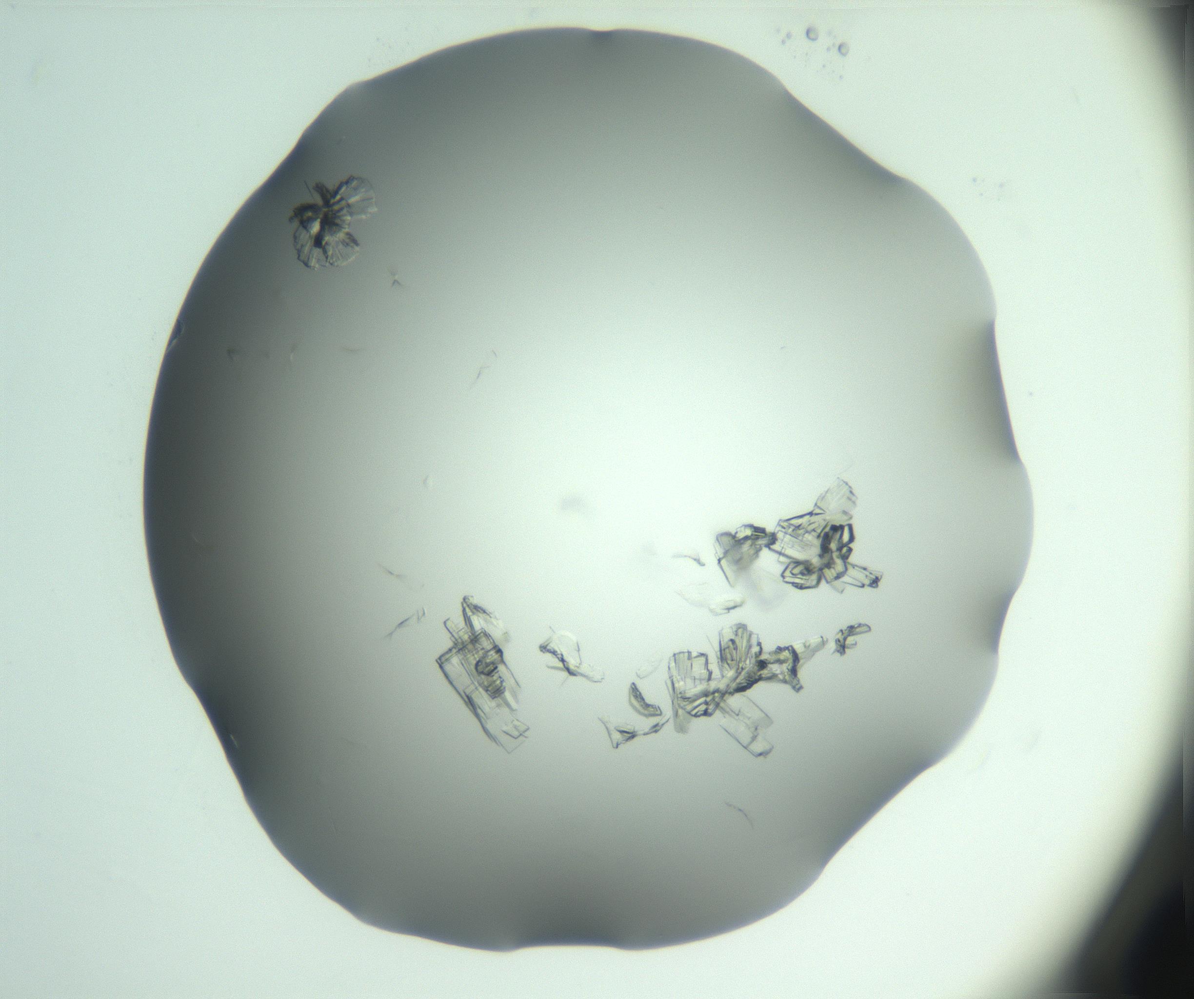 RI01_03_000_0212_Proj1_Clon1_MC_0000MC103046_003_161127_03_03_01_00_99_002_001_RAI.jpg