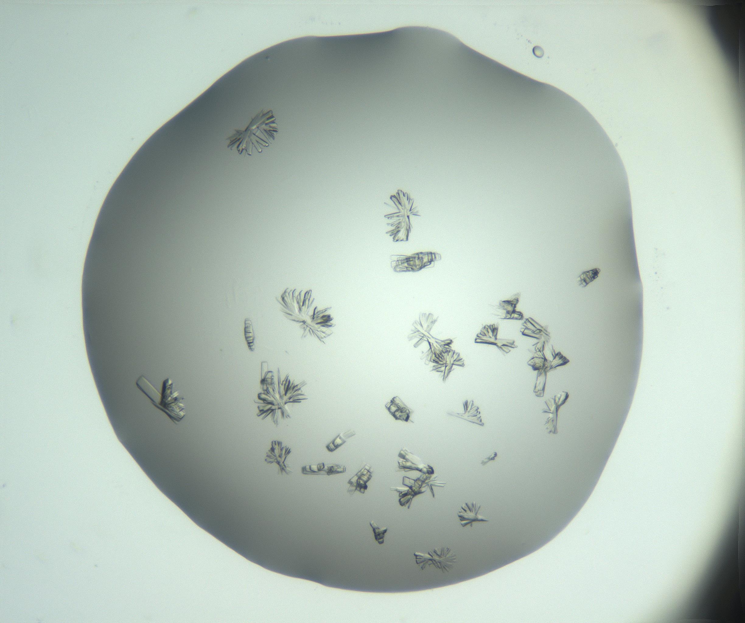 RI01_03_000_0212_Proj1_Clon1_MC_0000MC103046_003_161127_03_05_02_00_99_002_001_RAI.jpg