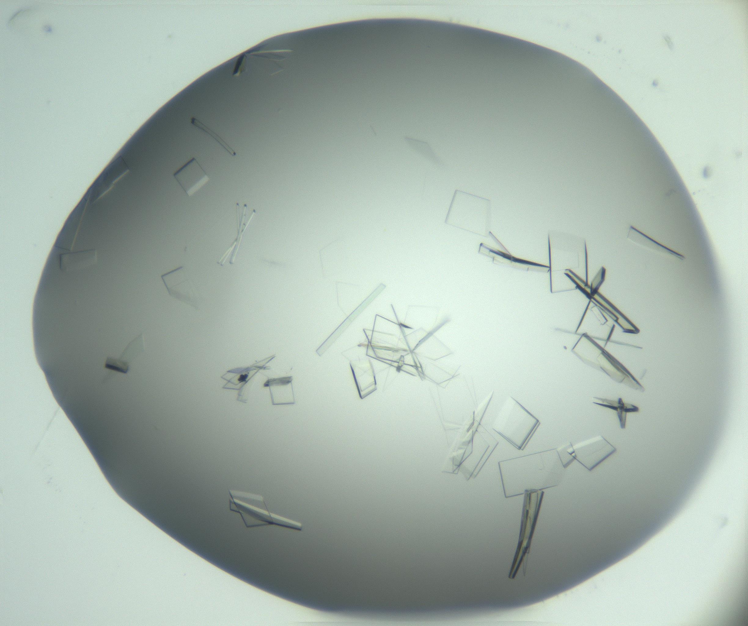 RI01_03_000_0212_Proj1_Clon1_MC_0000MC103046_003_161127_03_06_01_00_99_002_001_RAI.jpg