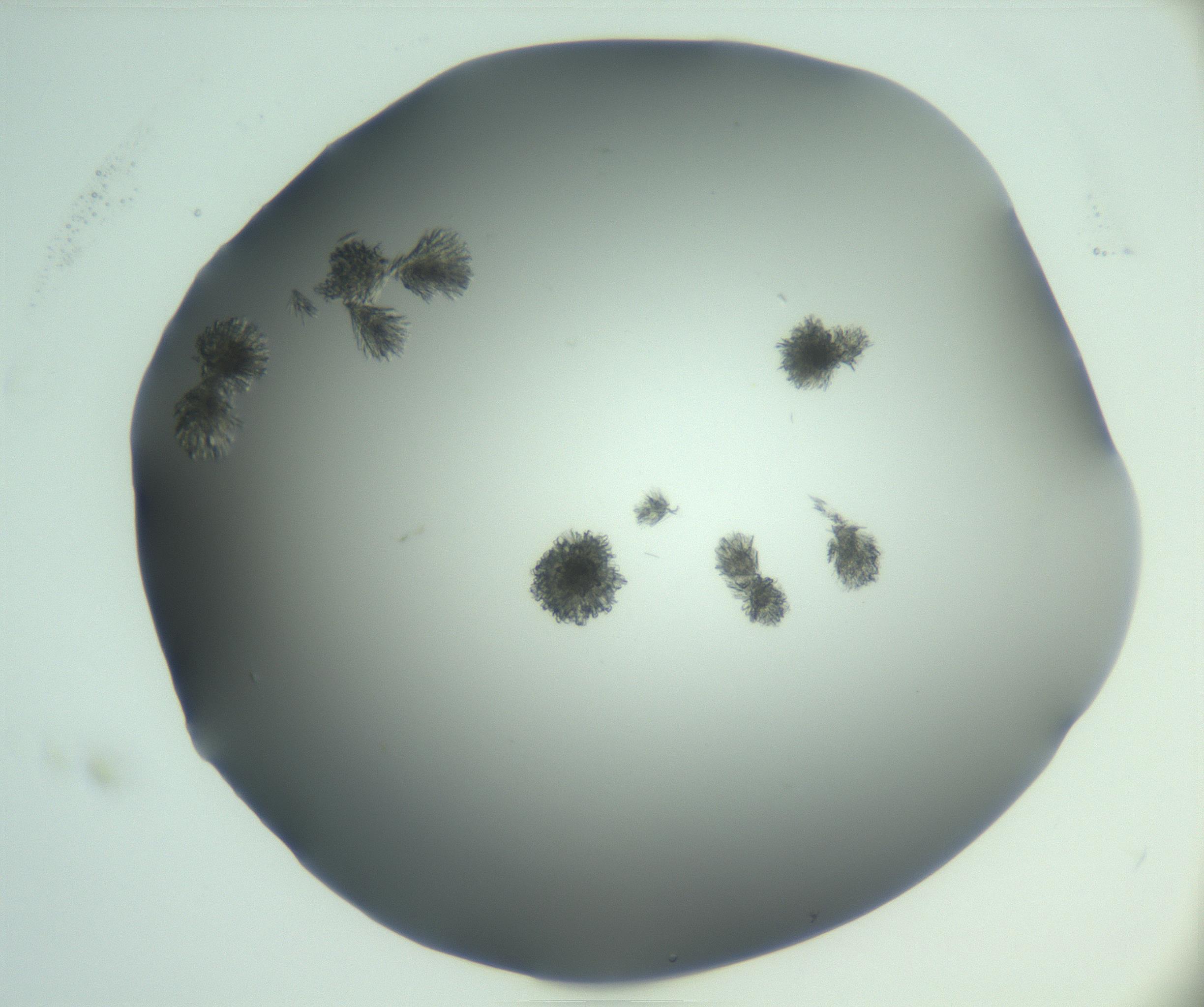 RI01_03_000_0212_Proj1_Clon1_MC_0000MC103046_003_161127_03_07_01_00_99_002_001_RAI.jpg