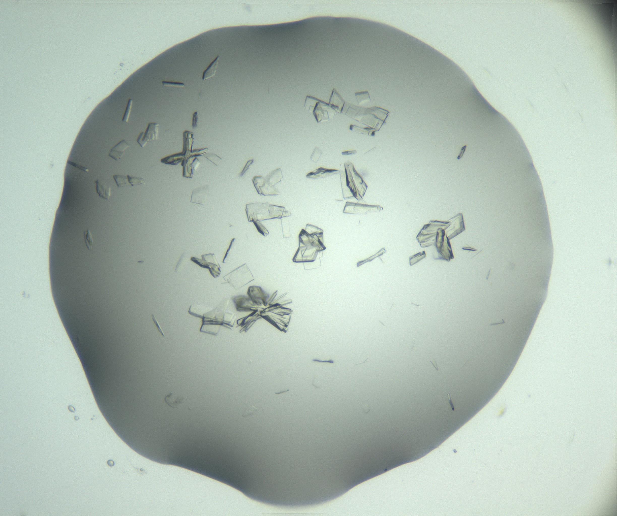 RI01_03_000_0212_Proj1_Clon1_MC_0000MC103046_003_161127_04_01_01_00_99_002_001_RAI.jpg