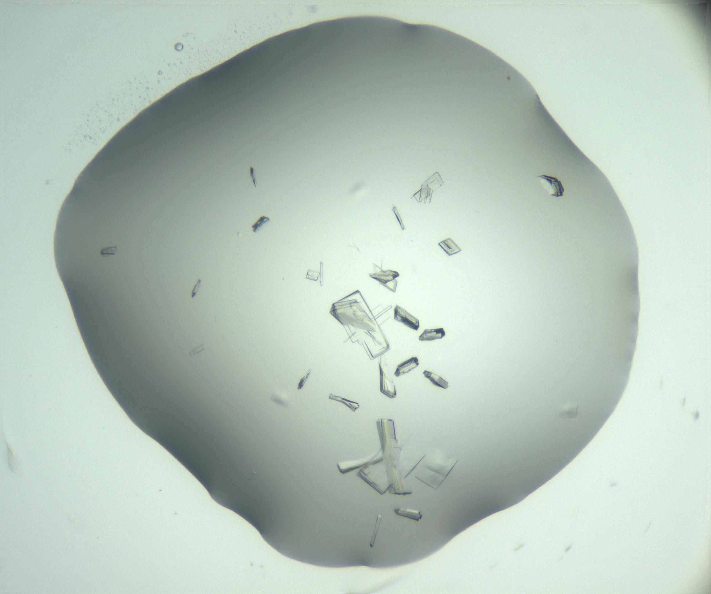 RI01_03_000_0212_Proj1_Clon1_MC_0000MC103046_003_161127_04_01_02_00_99_002_001_RAI.jpg