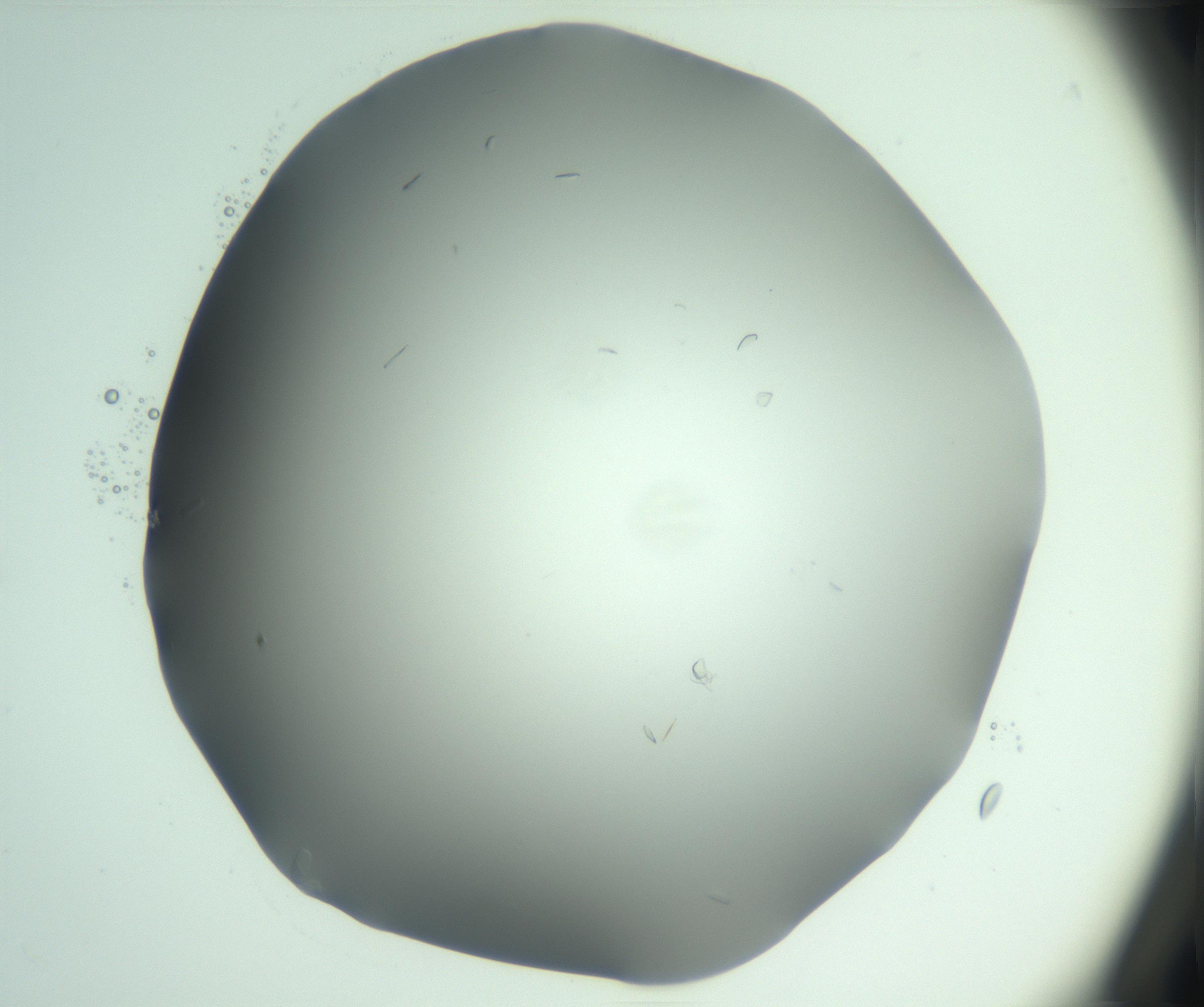 RI01_03_000_0212_Proj1_Clon1_MC_0000MC103046_003_161127_04_02_01_00_99_002_001_RAI.jpg