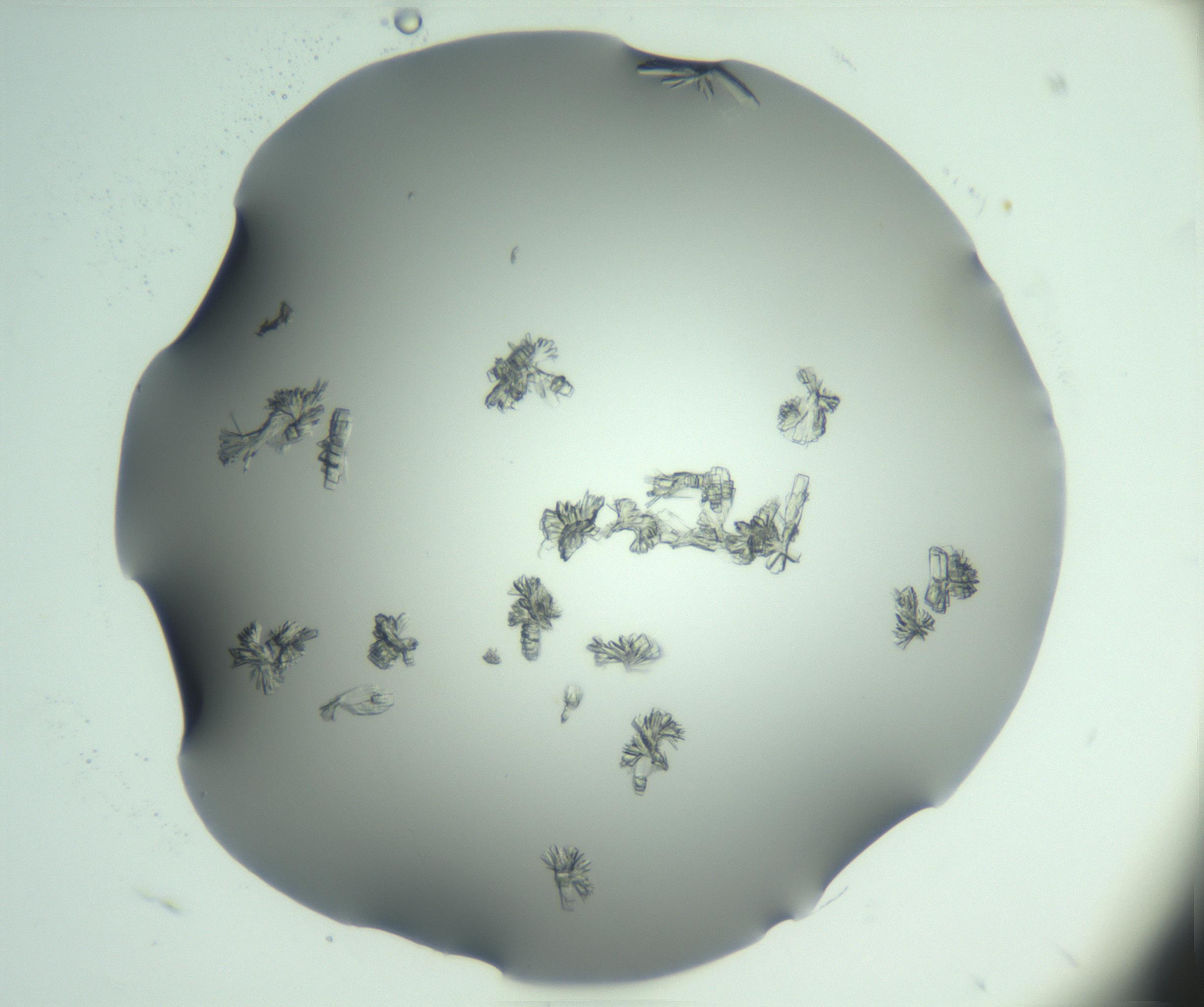 RI01_03_000_0212_Proj1_Clon1_MC_0000MC103046_003_161127_04_03_01_00_99_002_001_RAI.jpg