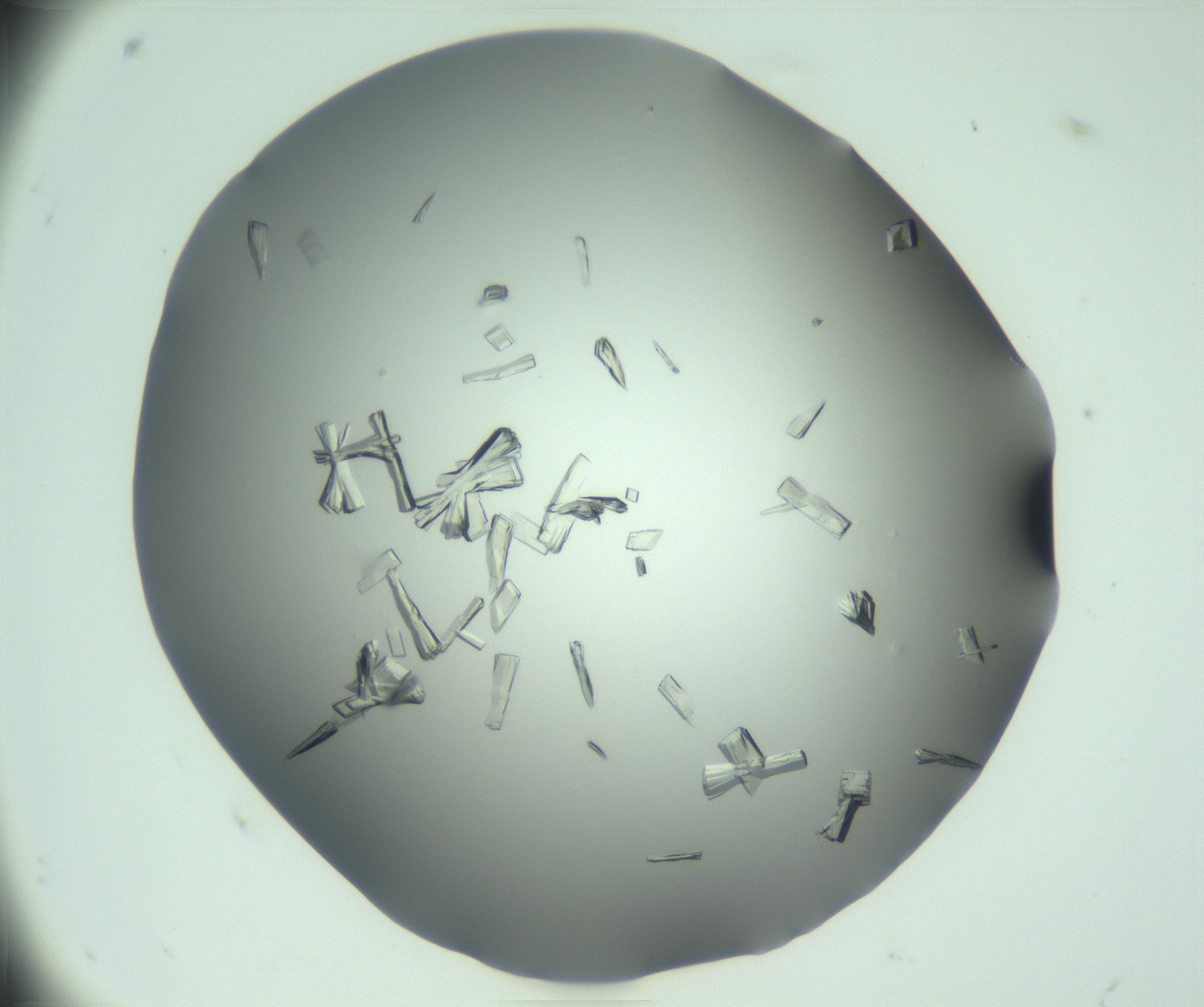 RI01_03_000_0212_Proj1_Clon1_MC_0000MC103046_003_161127_04_04_01_00_99_002_001_RAI.jpg