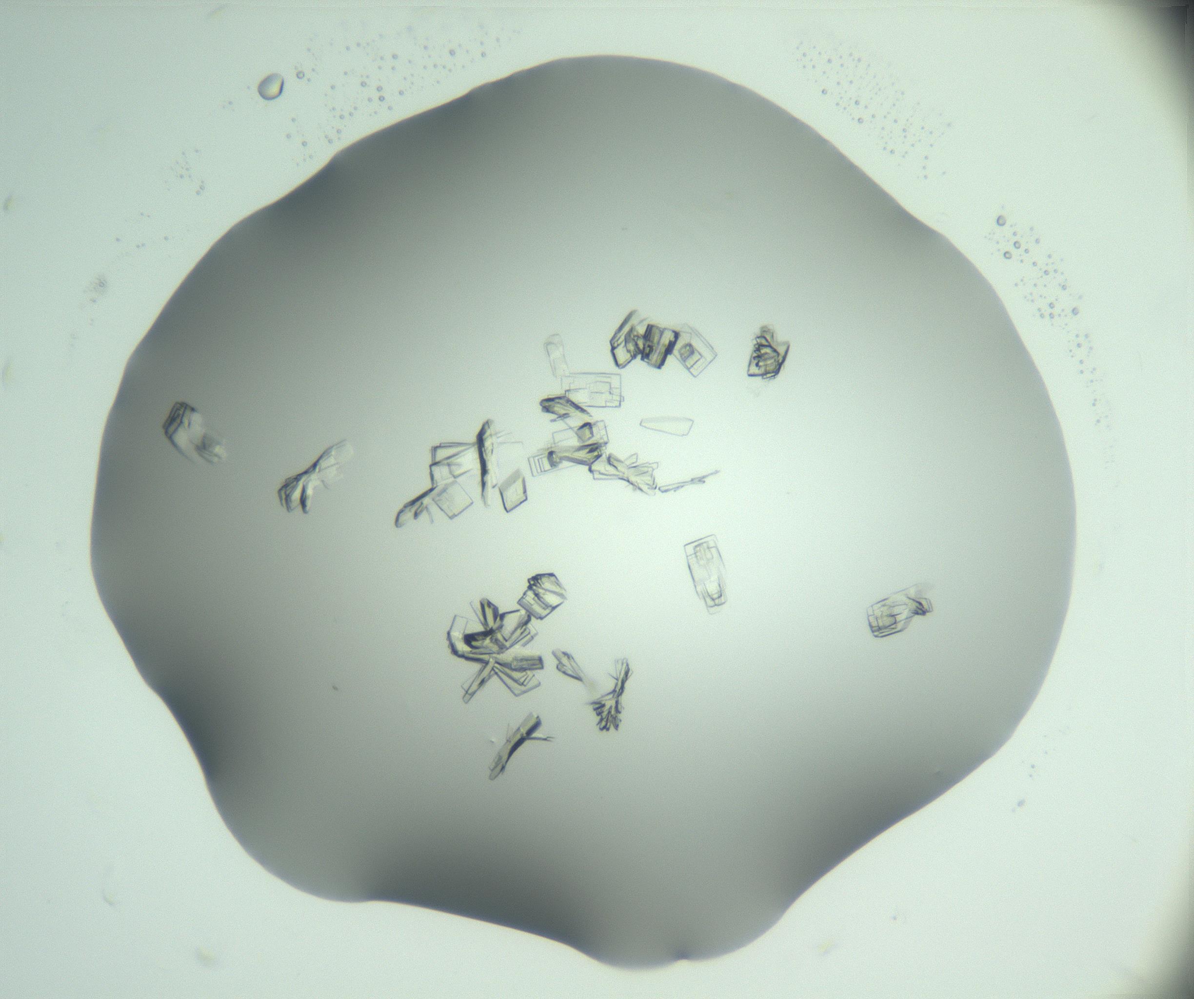 RI01_03_000_0212_Proj1_Clon1_MC_0000MC103046_003_161127_05_01_02_00_99_002_001_RAI.jpg