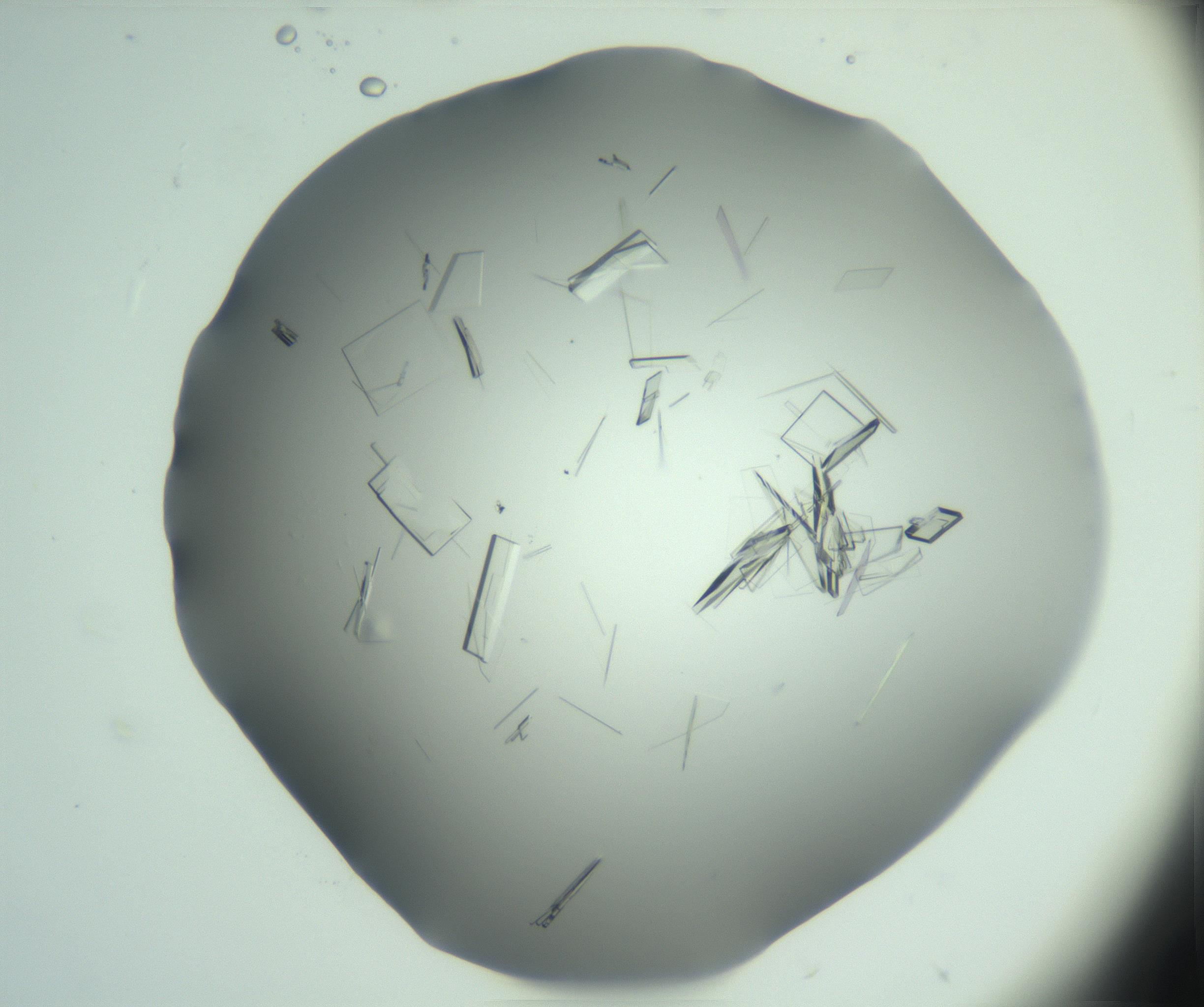 RI01_03_000_0212_Proj1_Clon1_MC_0000MC103046_003_161127_05_03_02_00_99_002_001_RAI.jpg