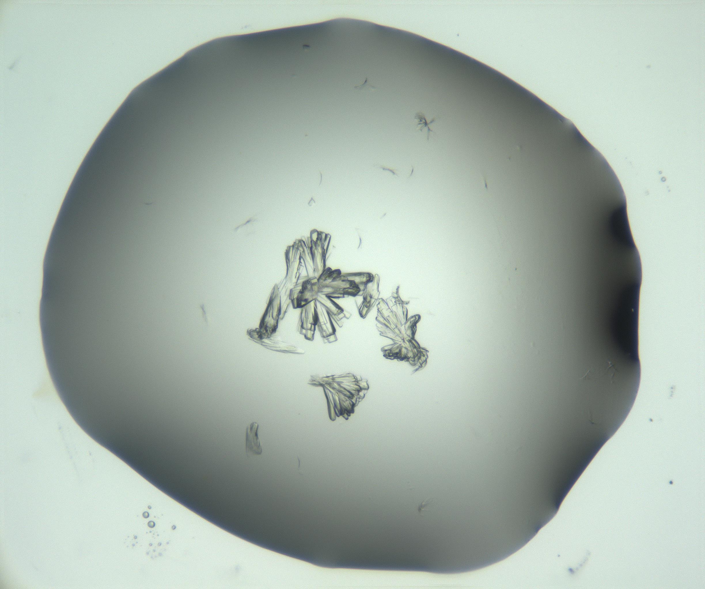 RI01_03_000_0212_Proj1_Clon1_MC_0000MC103046_003_161127_05_04_01_00_99_002_001_RAI.jpg