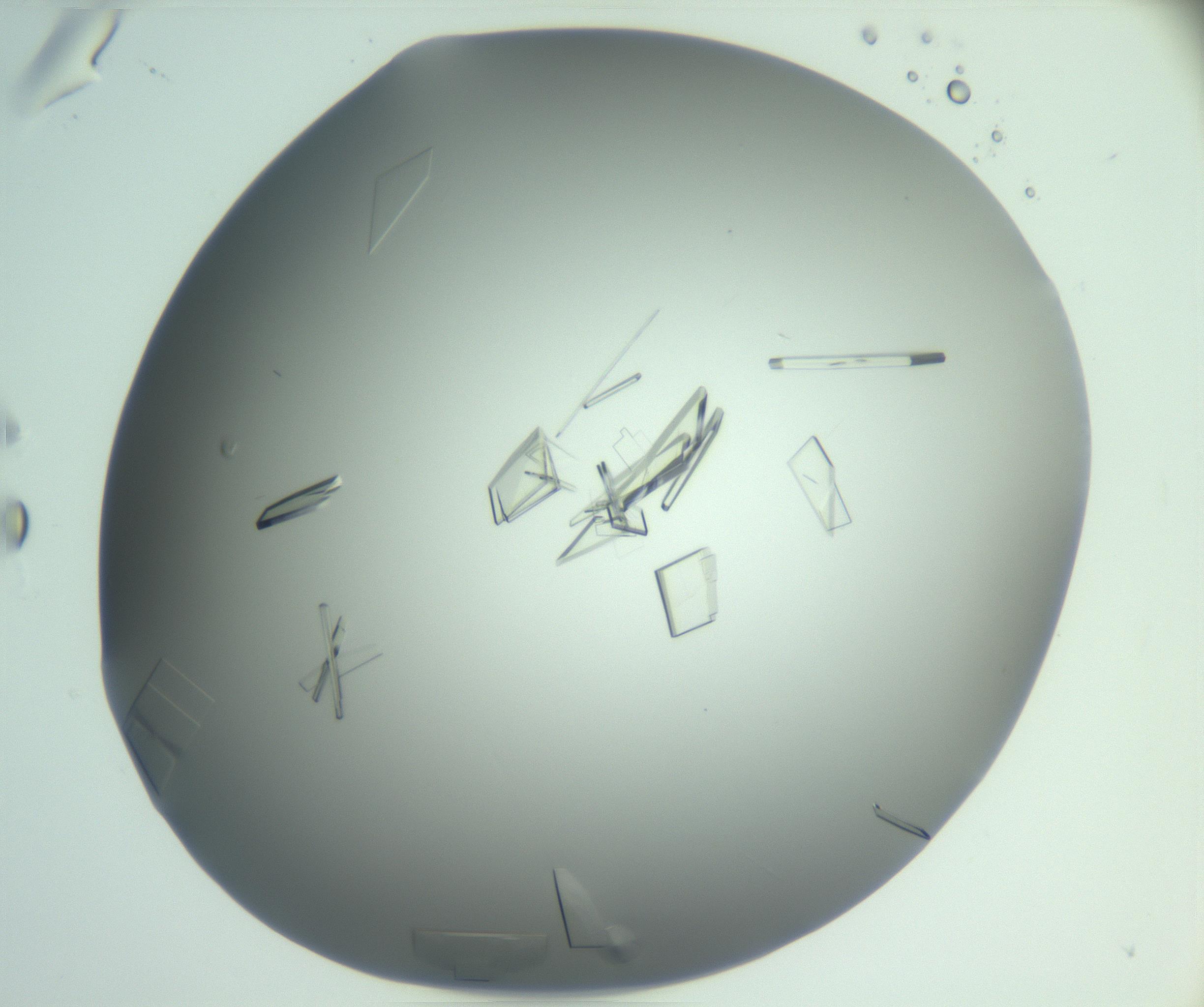 RI01_03_000_0212_Proj1_Clon1_MC_0000MC103046_003_161127_05_08_02_00_99_002_001_RAI.jpg