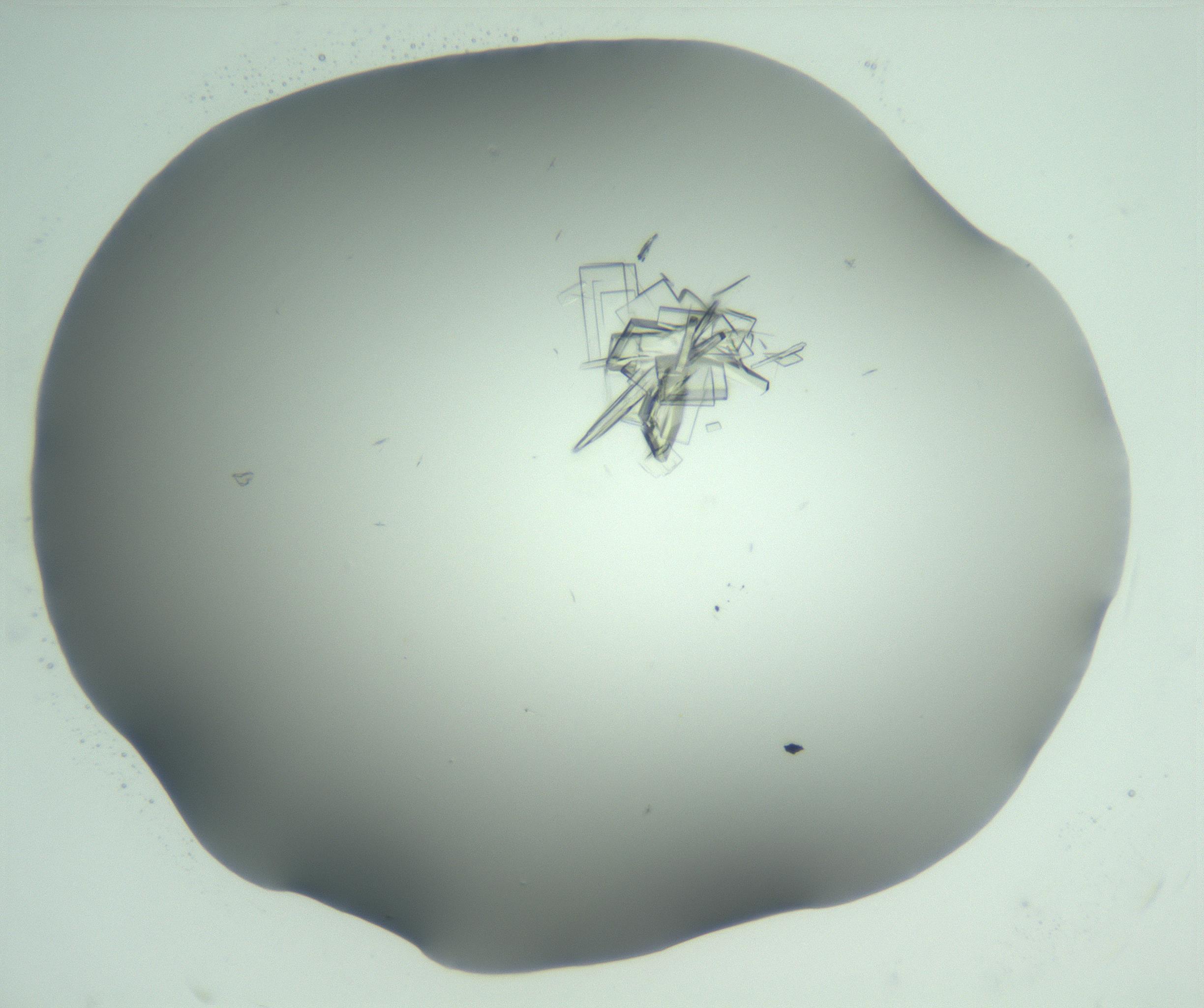 RI01_03_000_0212_Proj1_Clon1_MC_0000MC103046_003_161127_06_01_02_00_99_002_001_RAI.jpg