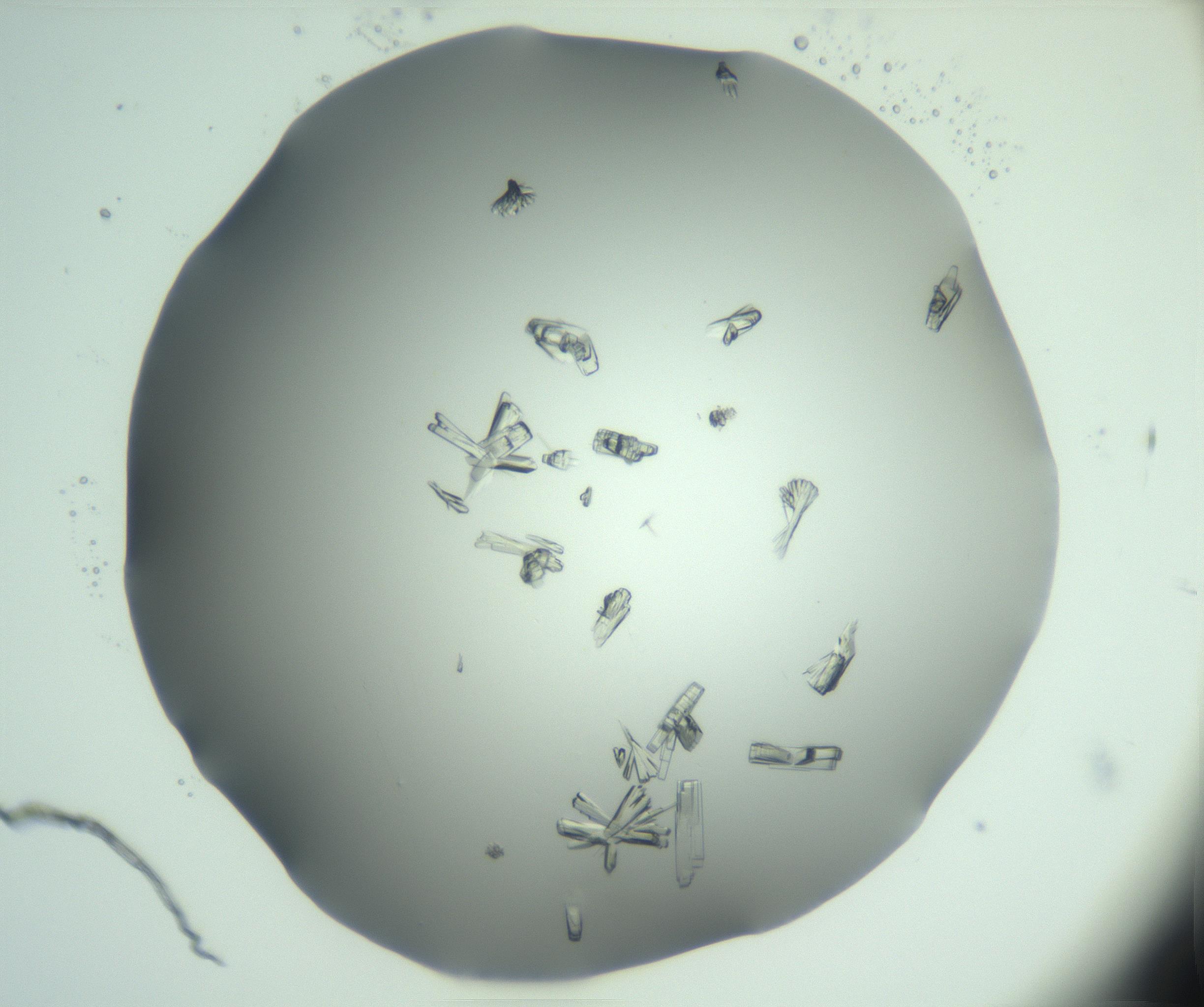 RI01_03_000_0212_Proj1_Clon1_MC_0000MC103046_003_161127_06_03_02_00_99_002_001_RAI.jpg