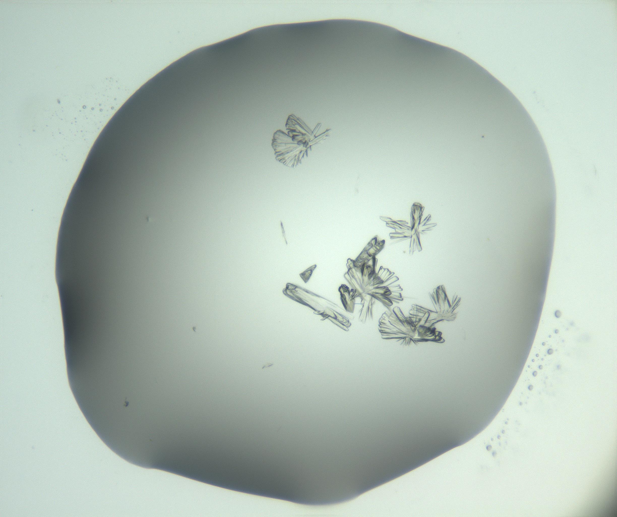 RI01_03_000_0212_Proj1_Clon1_MC_0000MC103046_003_161127_06_06_01_00_99_002_001_RAI.jpg