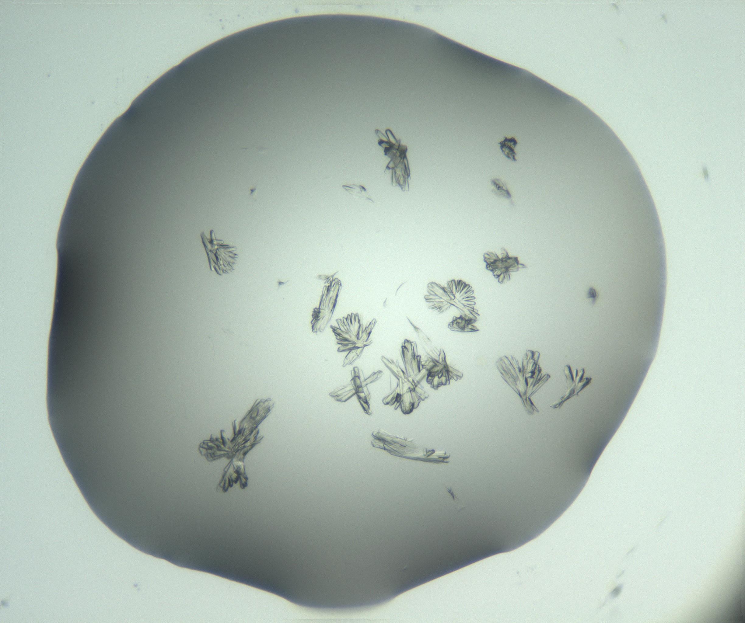 RI01_03_000_0212_Proj1_Clon1_MC_0000MC103046_003_161127_07_05_01_00_99_002_001_RAI.jpg