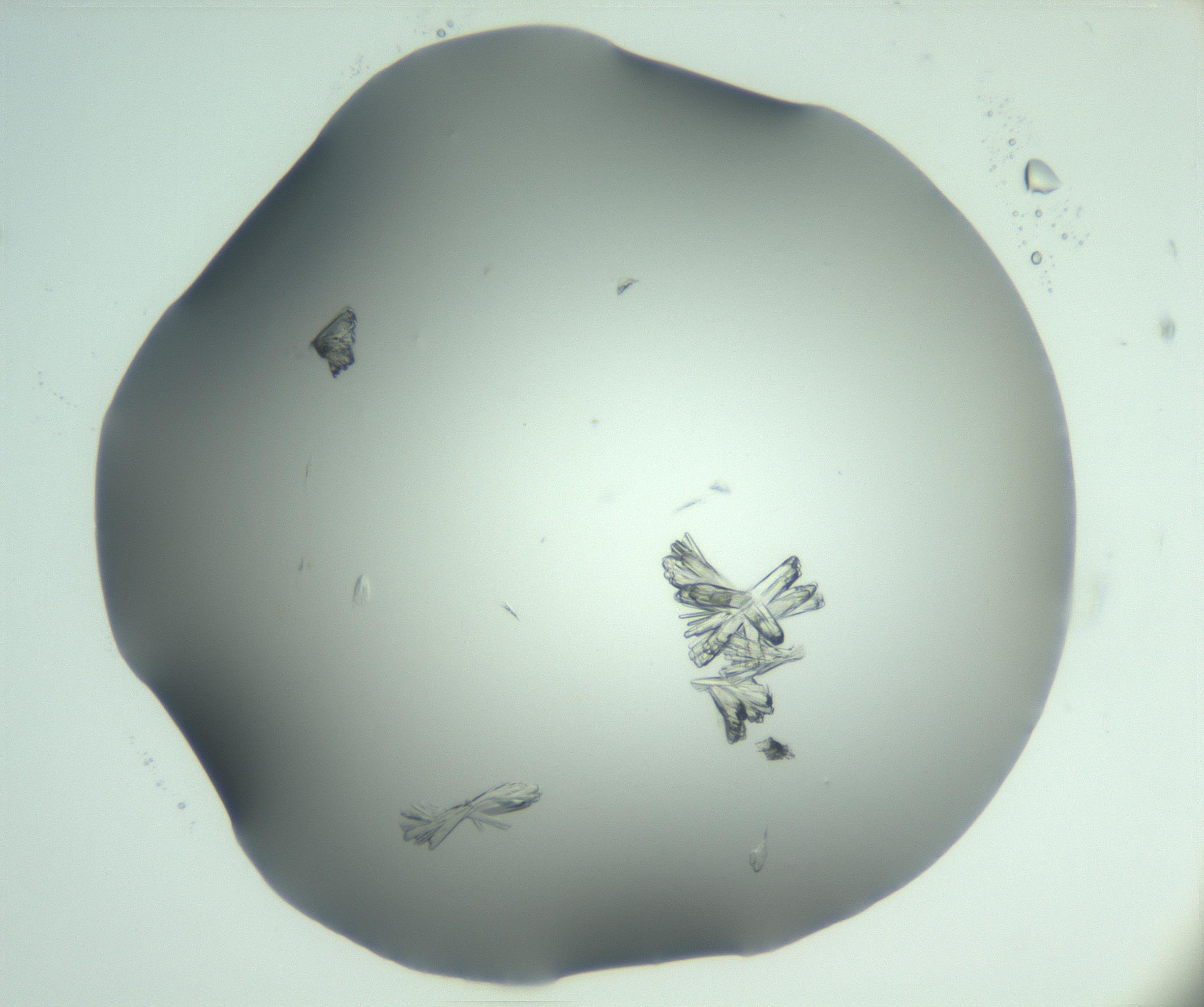 RI01_03_000_0212_Proj1_Clon1_MC_0000MC103046_003_161127_07_05_02_00_99_002_001_RAI.jpg