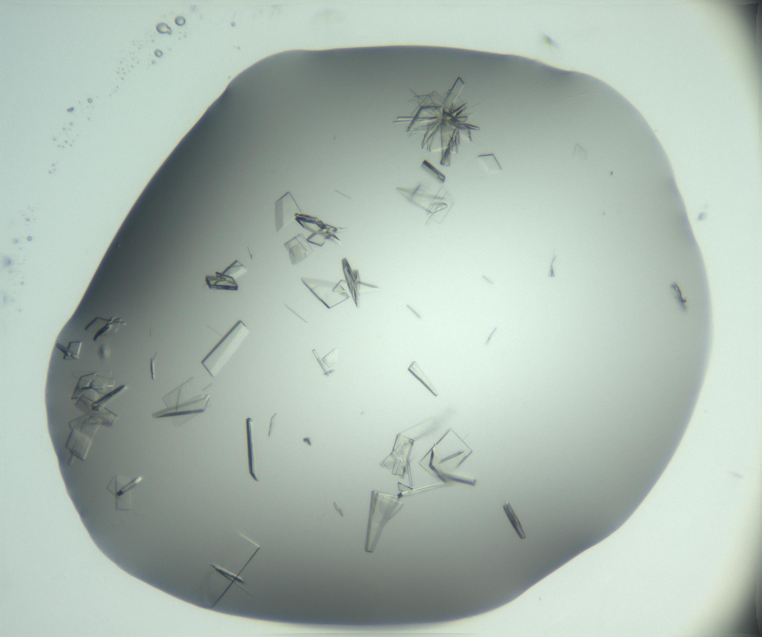 RI01_03_000_0212_Proj1_Clon1_MC_0000MC103046_003_161127_07_06_02_00_99_002_001_RAI.jpg