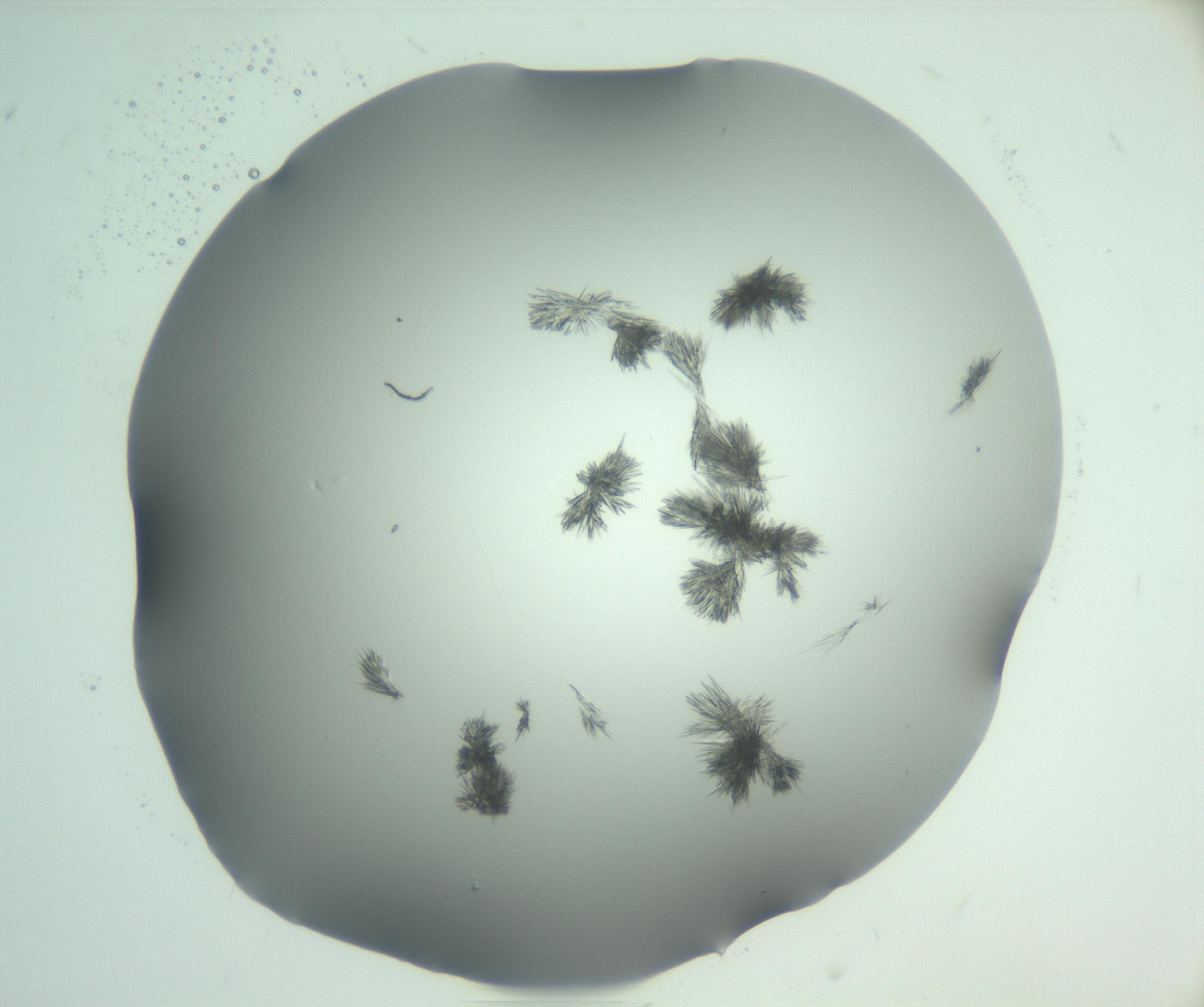RI01_03_000_0212_Proj1_Clon1_MC_0000MC103046_003_161127_07_08_01_00_99_002_001_RAI.jpg