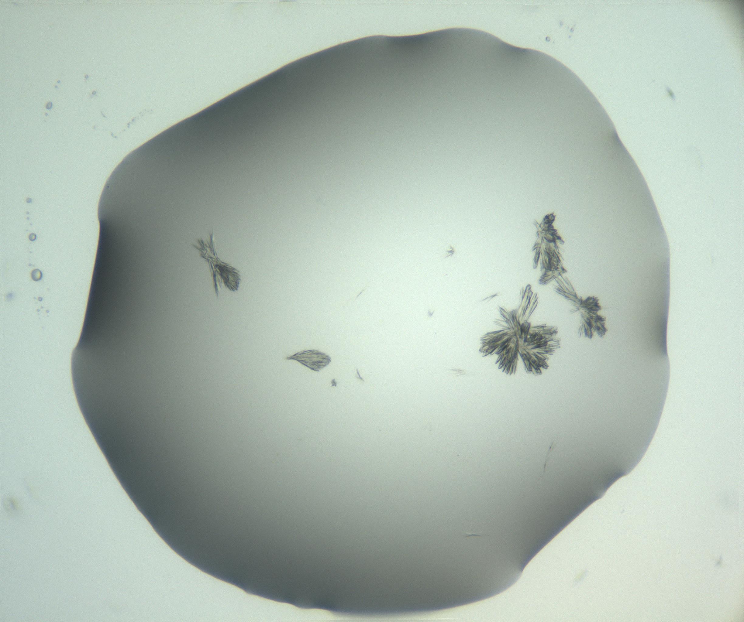 RI01_03_000_0212_Proj1_Clon1_MC_0000MC103046_003_161127_07_08_02_00_99_002_001_RAI.jpg