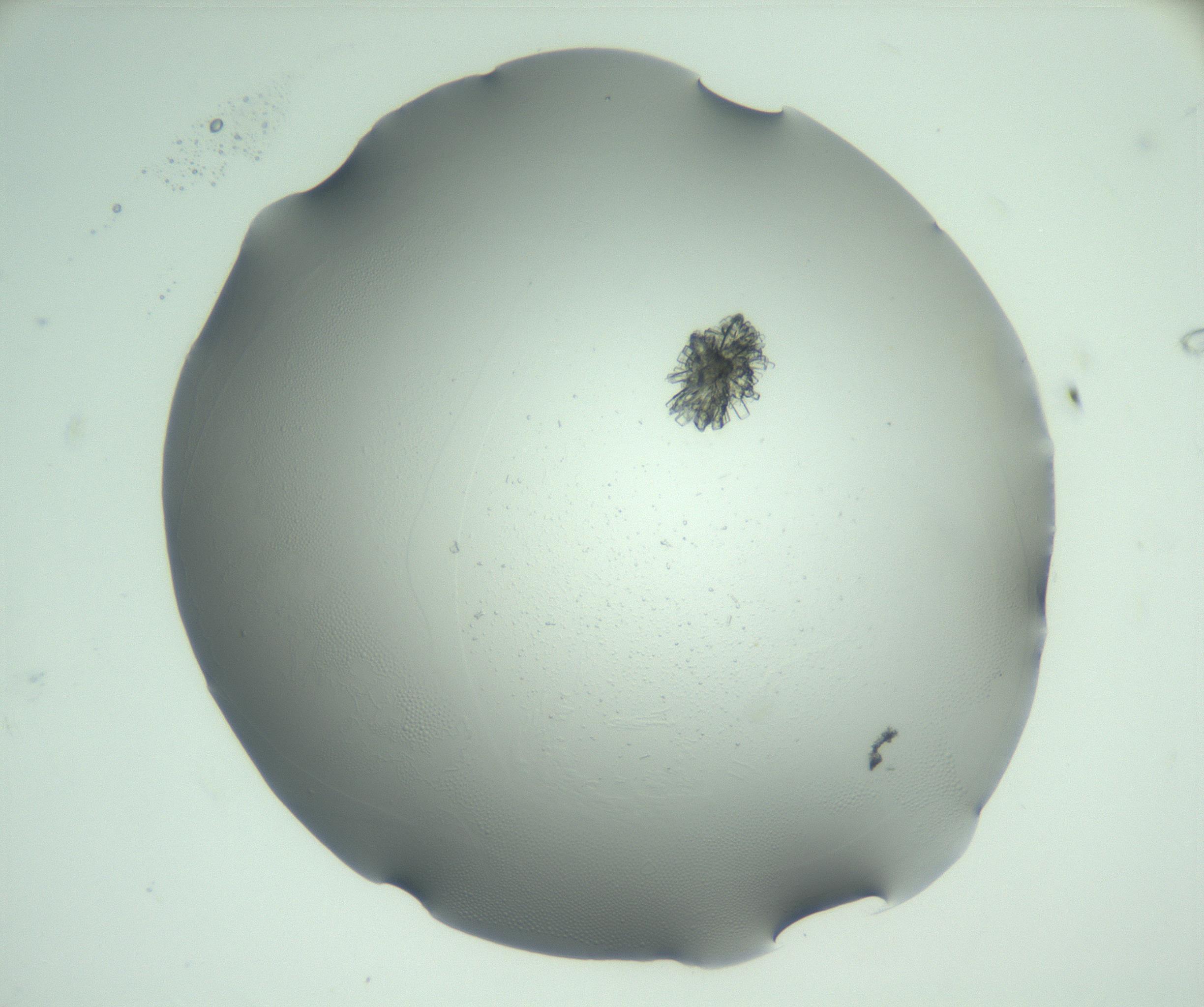 RI01_03_000_0212_Proj1_Clon1_MC_0000MC103046_003_161127_08_01_02_00_99_002_001_RAI.jpg