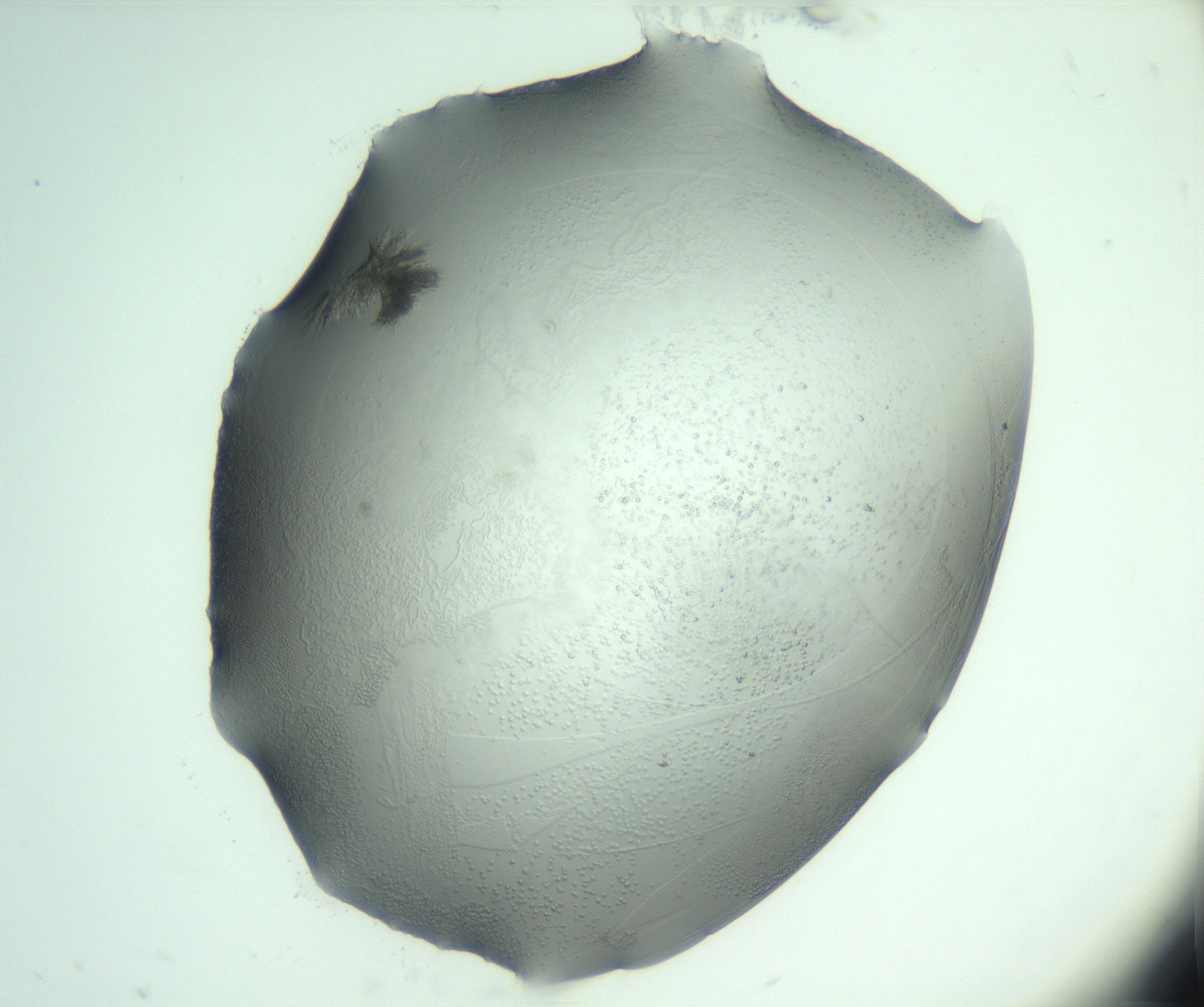 RI01_03_000_0212_Proj1_Clon1_MC_0000MC103046_003_161127_08_02_01_00_99_002_001_RAI.jpg