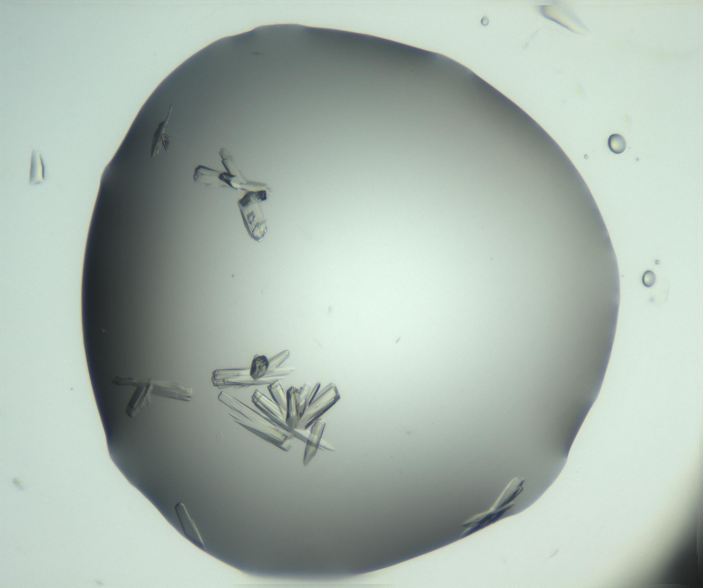 RI01_03_000_0212_Proj1_Clon1_MC_0000MC103046_003_161127_08_03_02_00_99_002_001_RAI.jpg