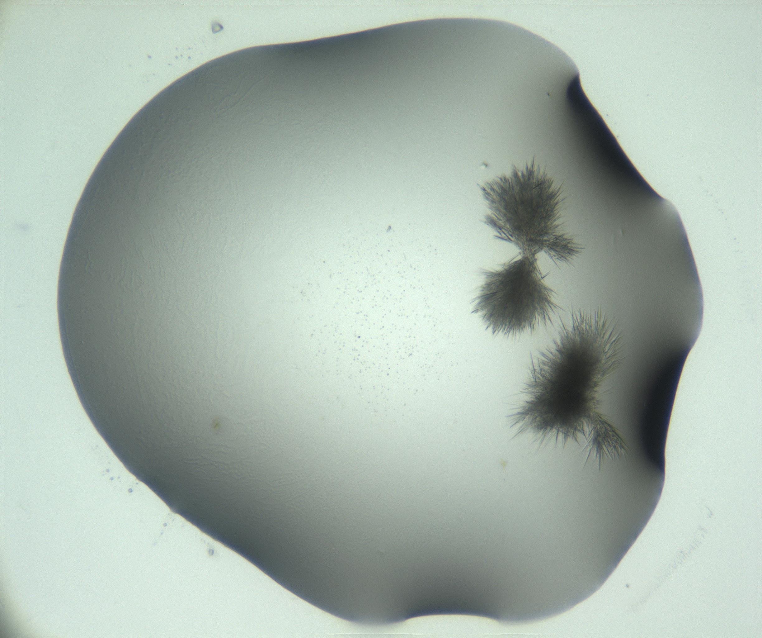 RI01_03_000_0212_Proj1_Clon1_MC_0000MC103046_003_161127_08_04_01_00_99_002_001_RAI.jpg