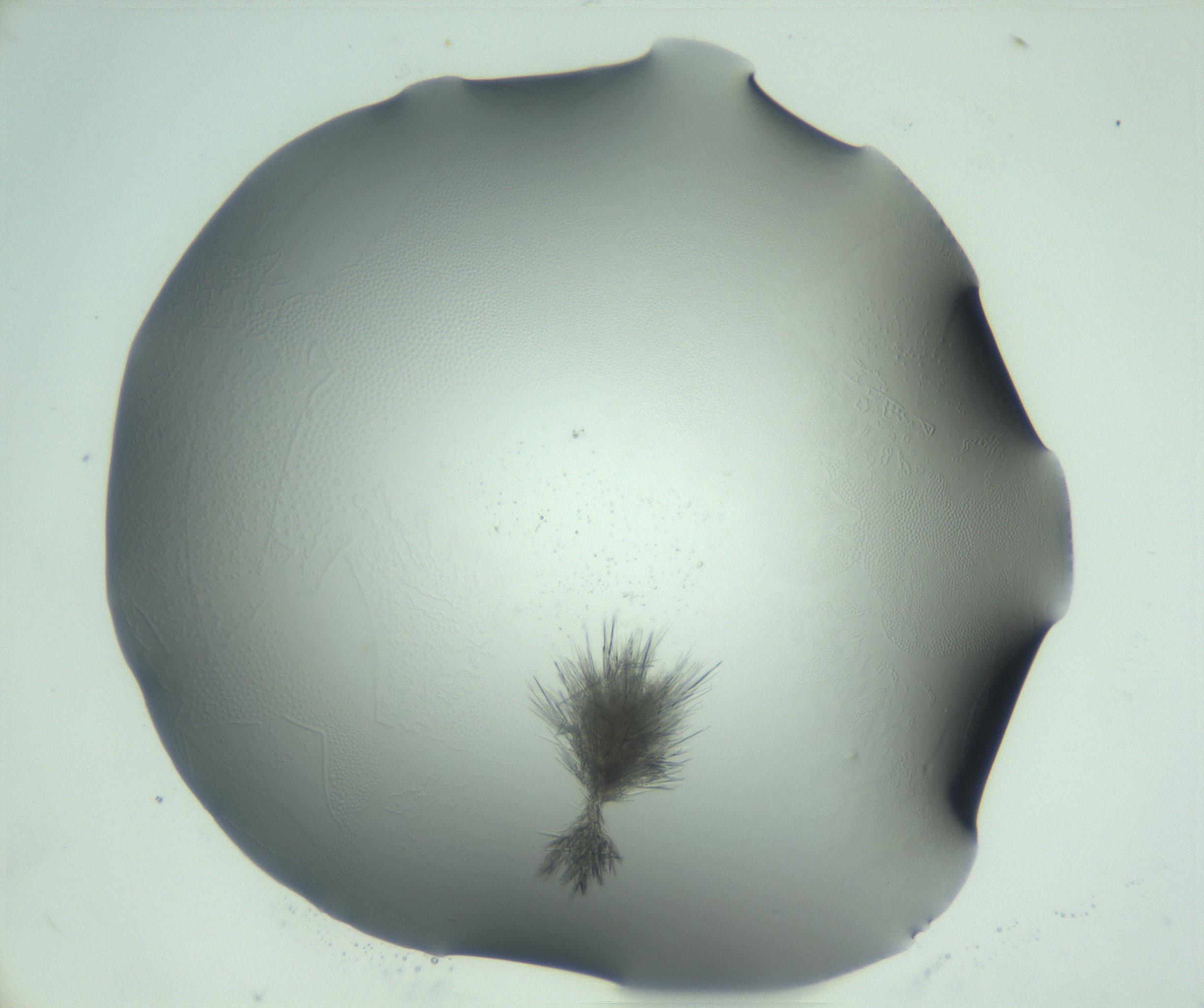 RI01_03_000_0212_Proj1_Clon1_MC_0000MC103046_003_161127_08_04_02_00_99_002_001_RAI.jpg