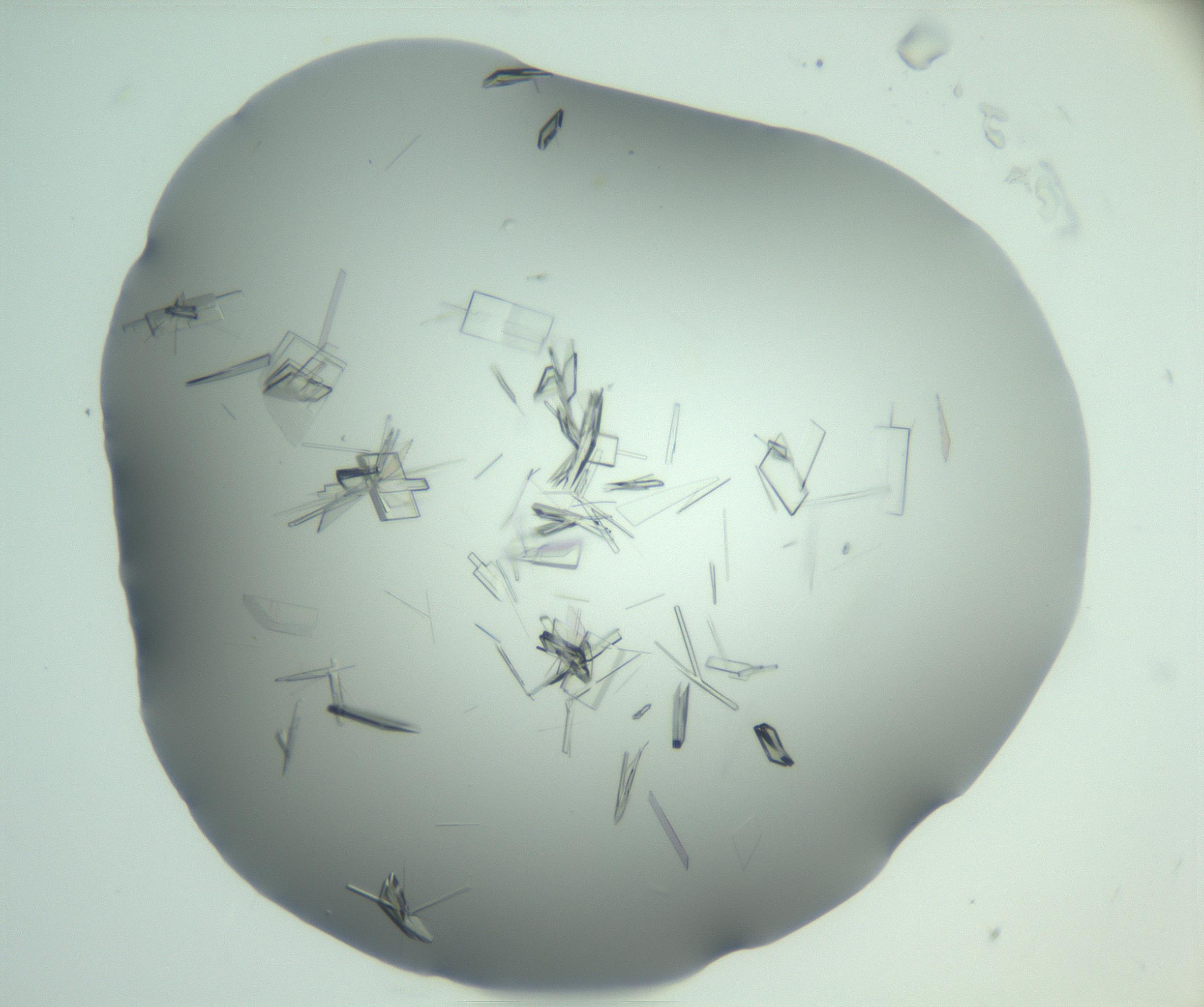 RI01_03_000_0212_Proj1_Clon1_MC_0000MC103046_003_161127_08_08_01_00_99_002_001_RAI.jpg