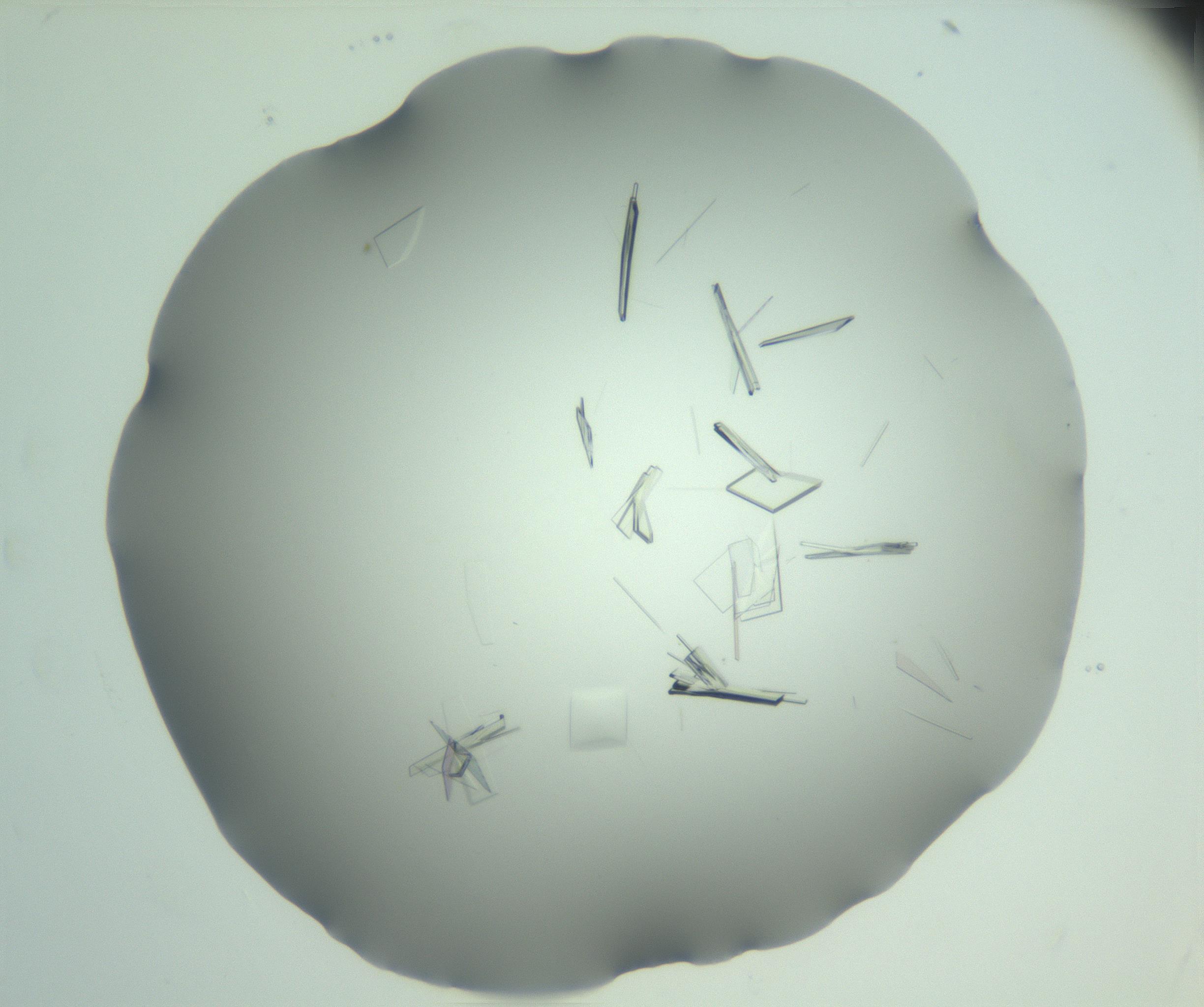 RI01_03_000_0212_Proj1_Clon1_MC_0000MC103046_003_161127_08_08_02_00_99_002_001_RAI.jpg