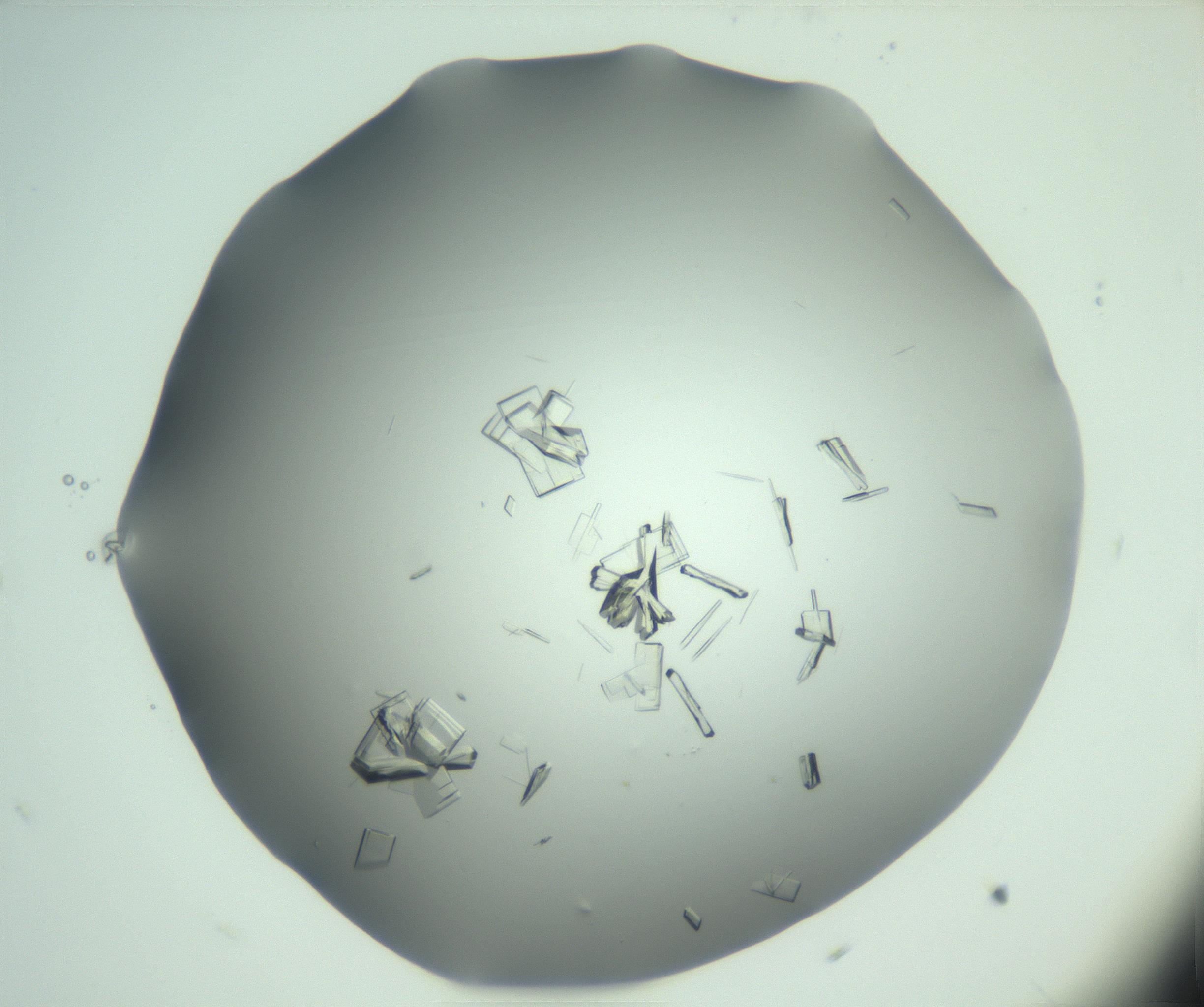 RI01_03_000_0212_Proj1_Clon1_MC_0000MC103046_003_161127_09_03_02_00_99_002_001_RAI.jpg