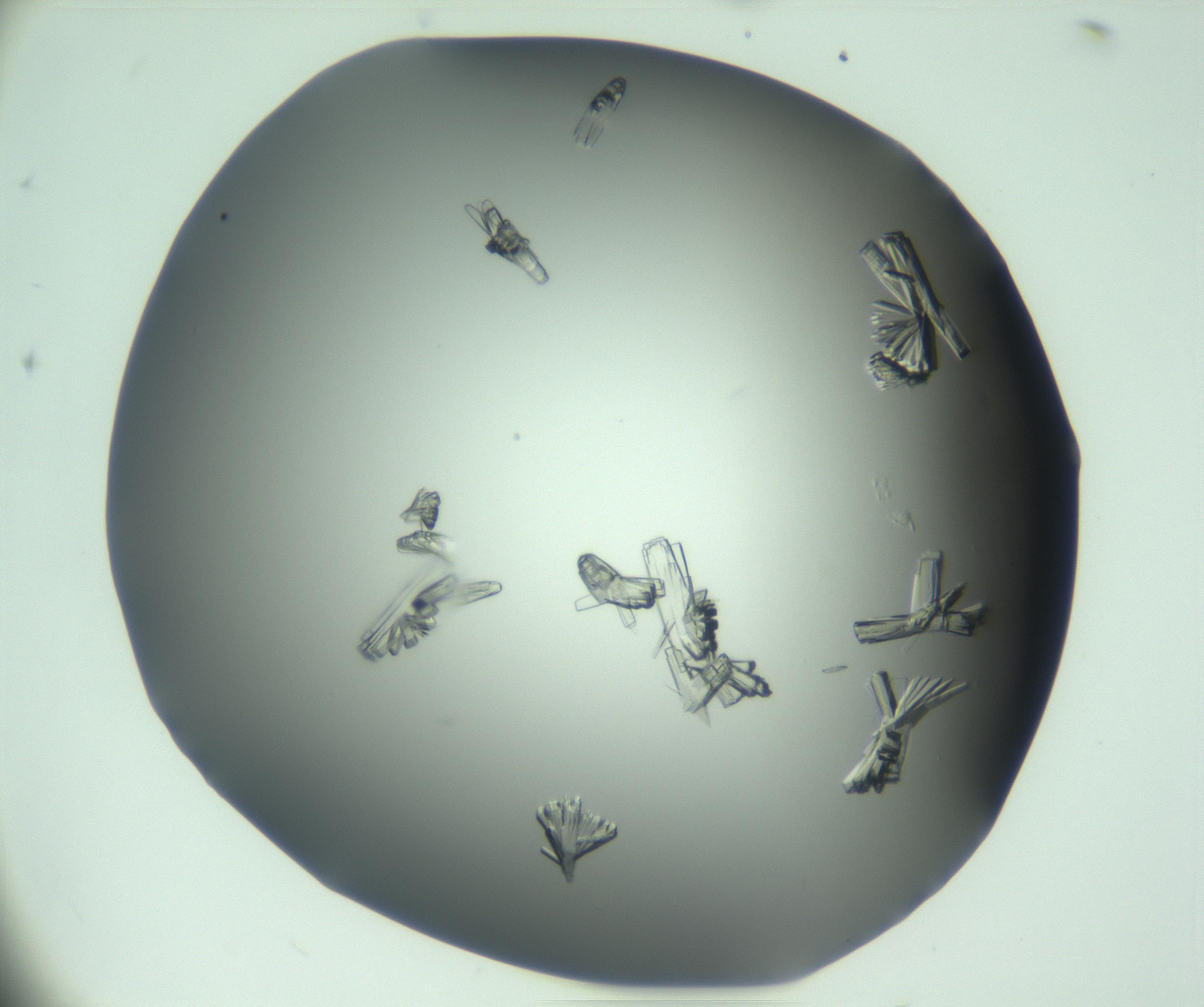 RI01_03_000_0212_Proj1_Clon1_MC_0000MC103046_003_161127_09_04_01_00_99_002_001_RAI.jpg