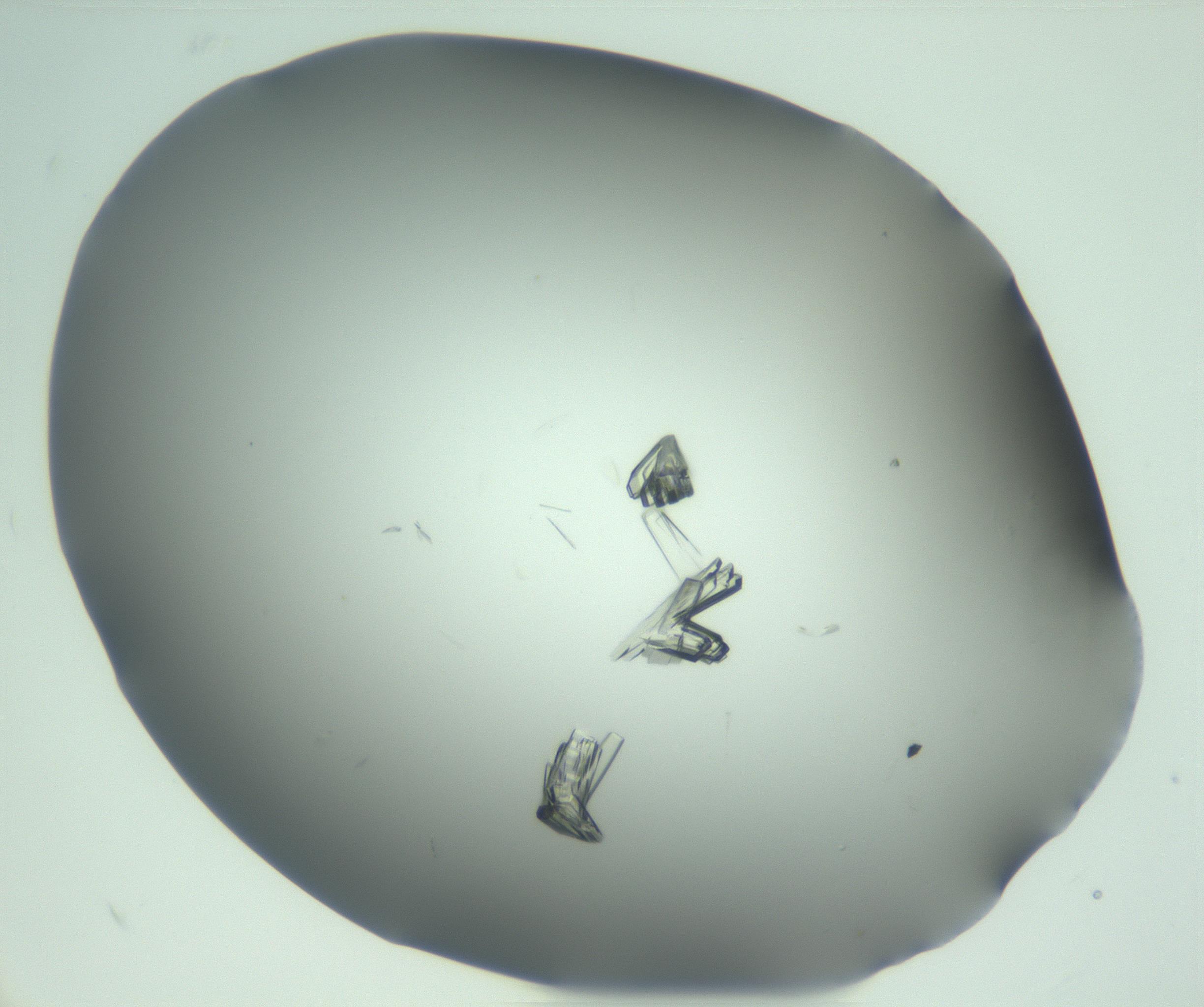 RI01_03_000_0212_Proj1_Clon1_MC_0000MC103046_003_161127_09_04_02_00_99_002_001_RAI.jpg