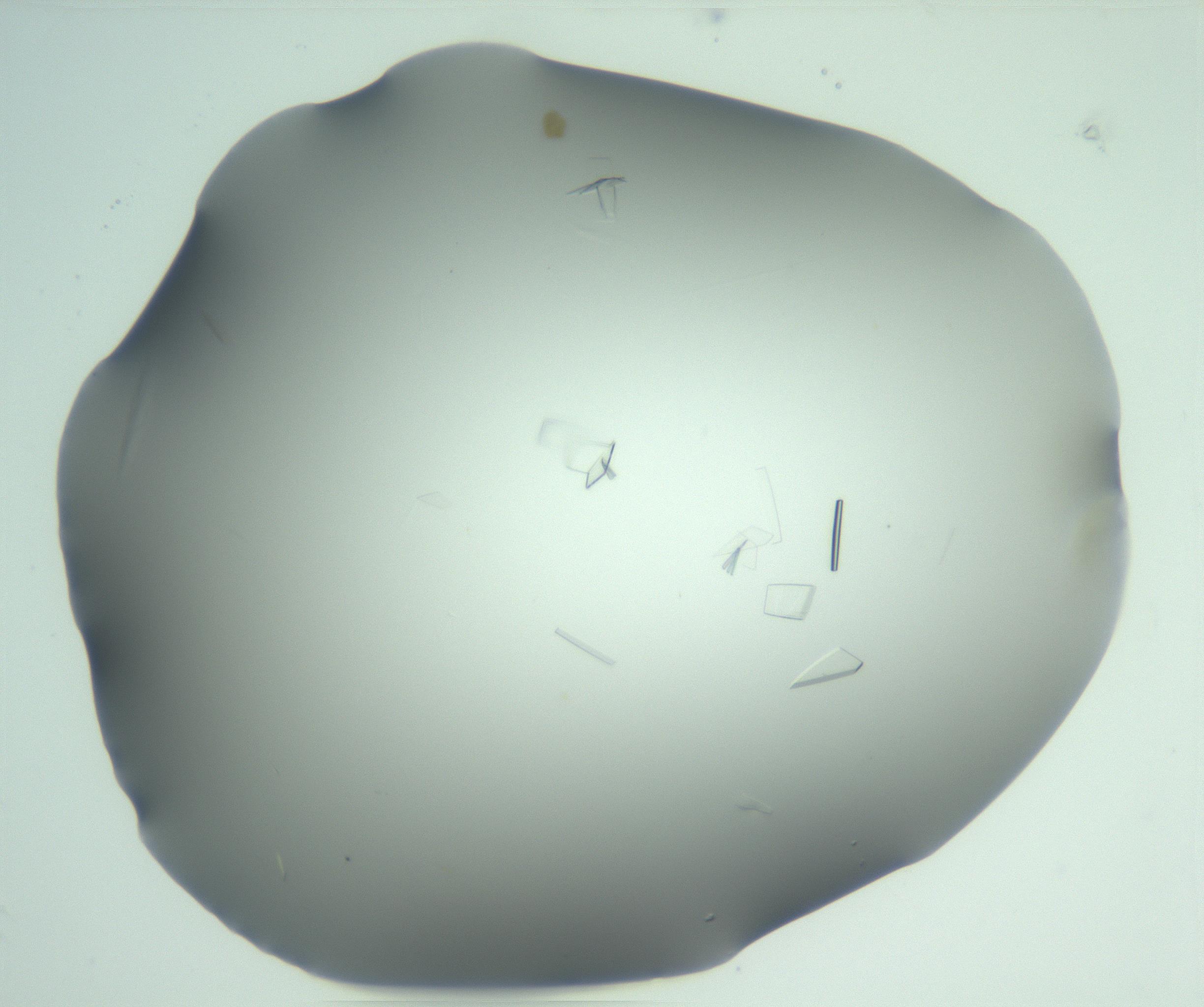 RI01_03_000_0212_Proj1_Clon1_MC_0000MC103046_003_161127_10_07_01_00_99_002_001_RAI.jpg