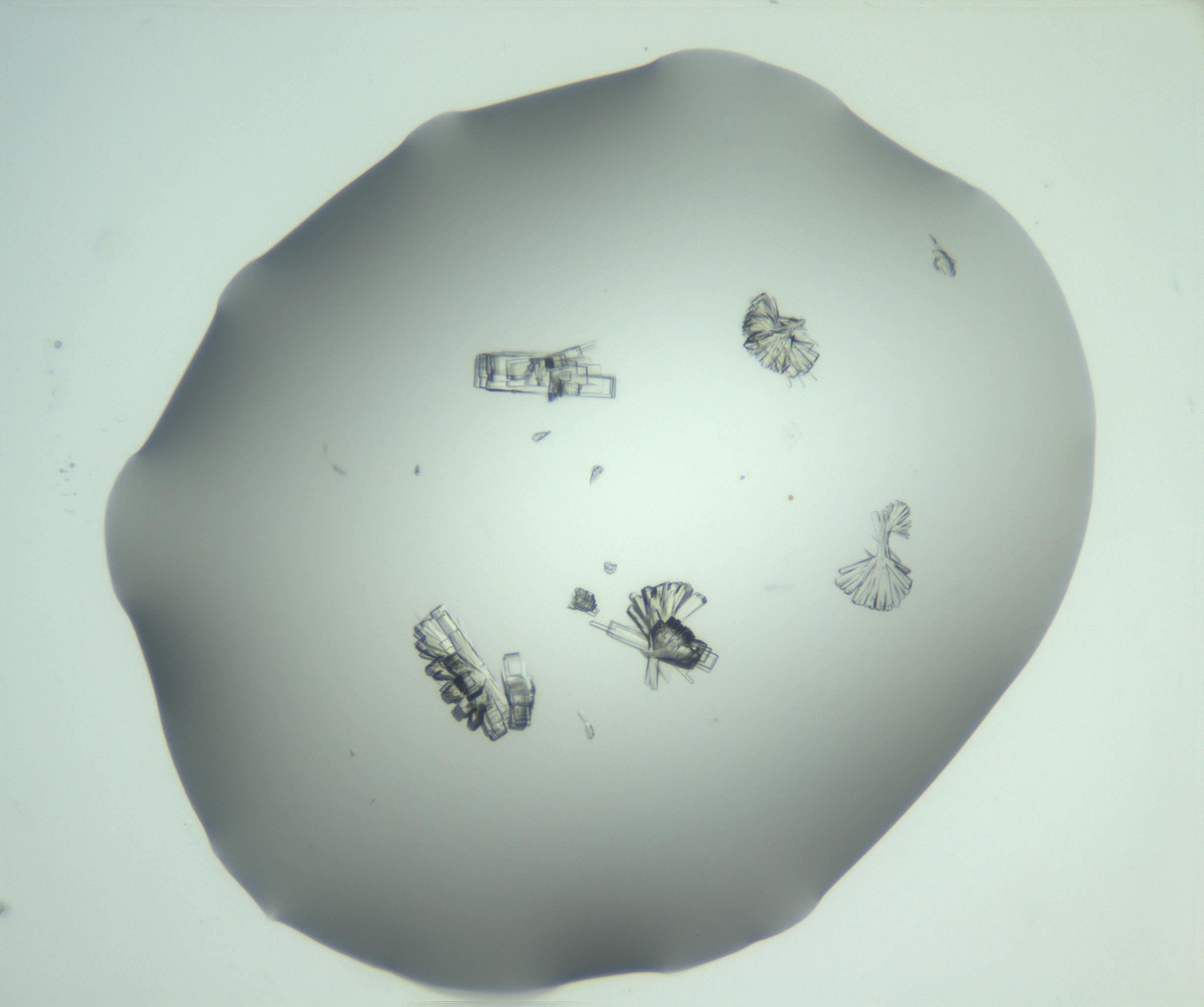 RI01_03_000_0212_Proj1_Clon1_MC_0000MC103046_003_161127_10_08_01_00_99_002_001_RAI.jpg