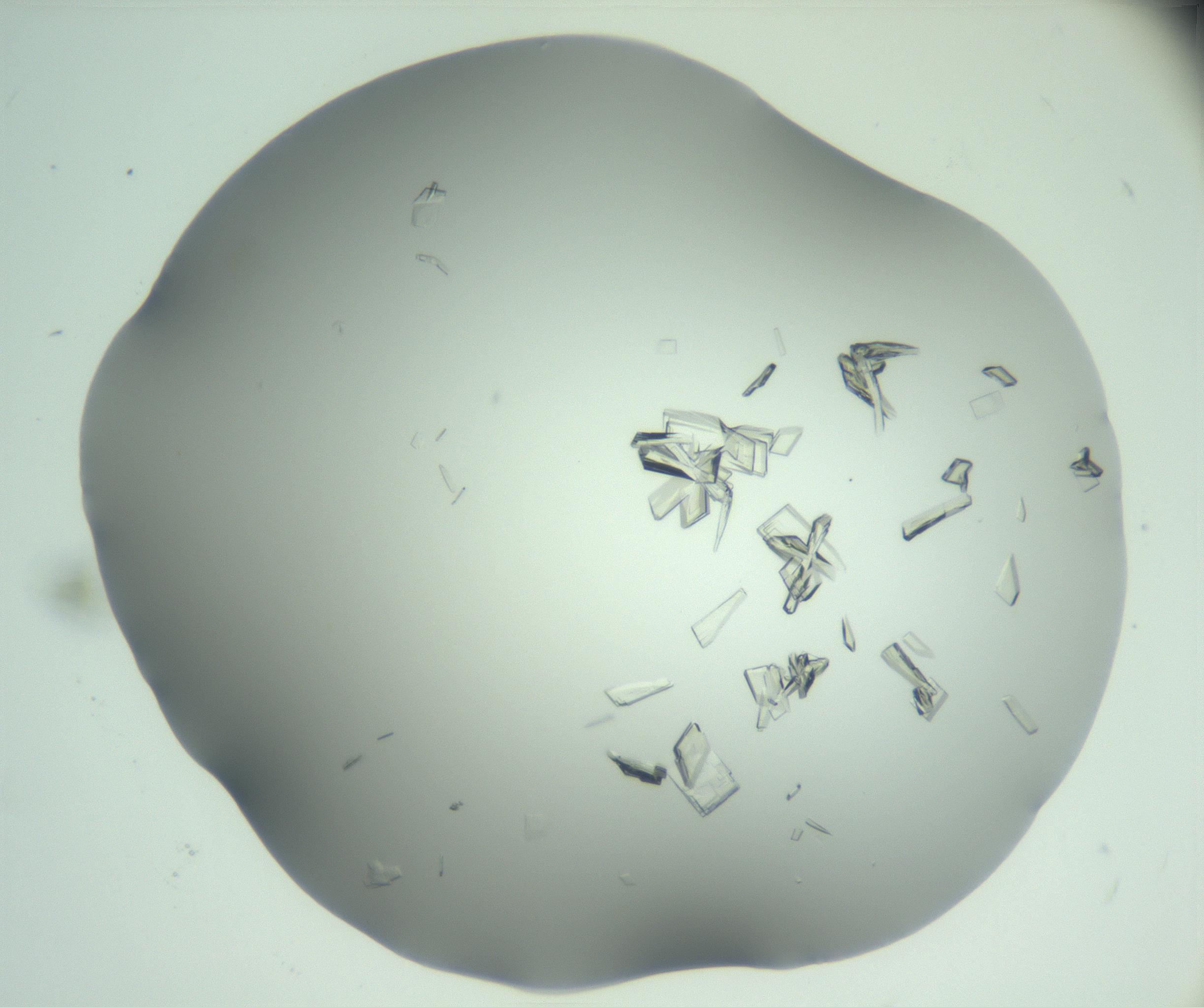 RI01_03_000_0212_Proj1_Clon1_MC_0000MC103046_003_161127_11_01_02_00_99_002_001_RAI.jpg