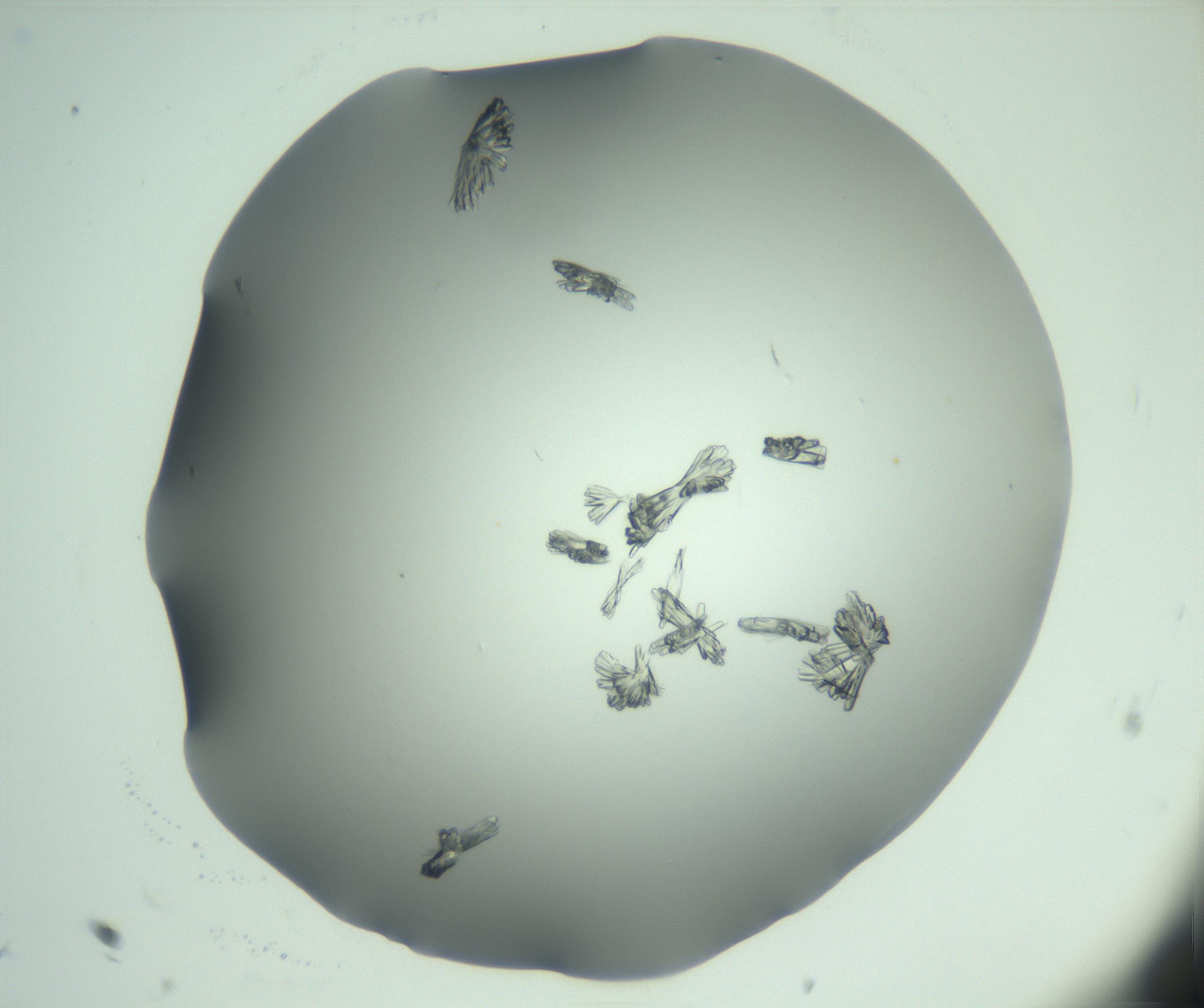 RI01_03_000_0212_Proj1_Clon1_MC_0000MC103046_003_161127_11_02_01_00_99_002_001_RAI.jpg