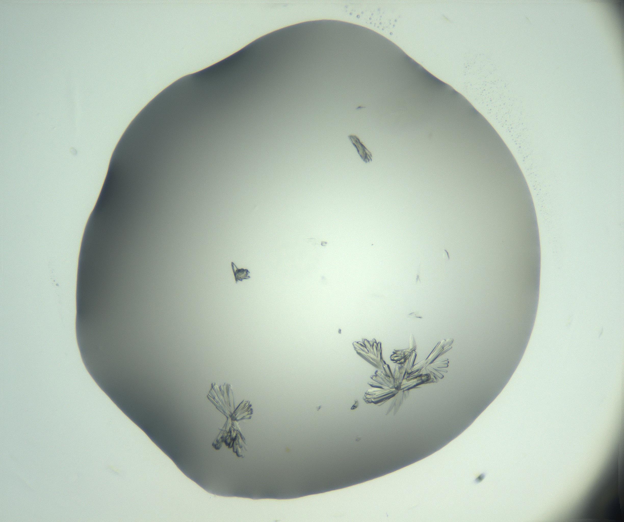 RI01_03_000_0212_Proj1_Clon1_MC_0000MC103046_003_161127_11_02_02_00_99_002_001_RAI.jpg