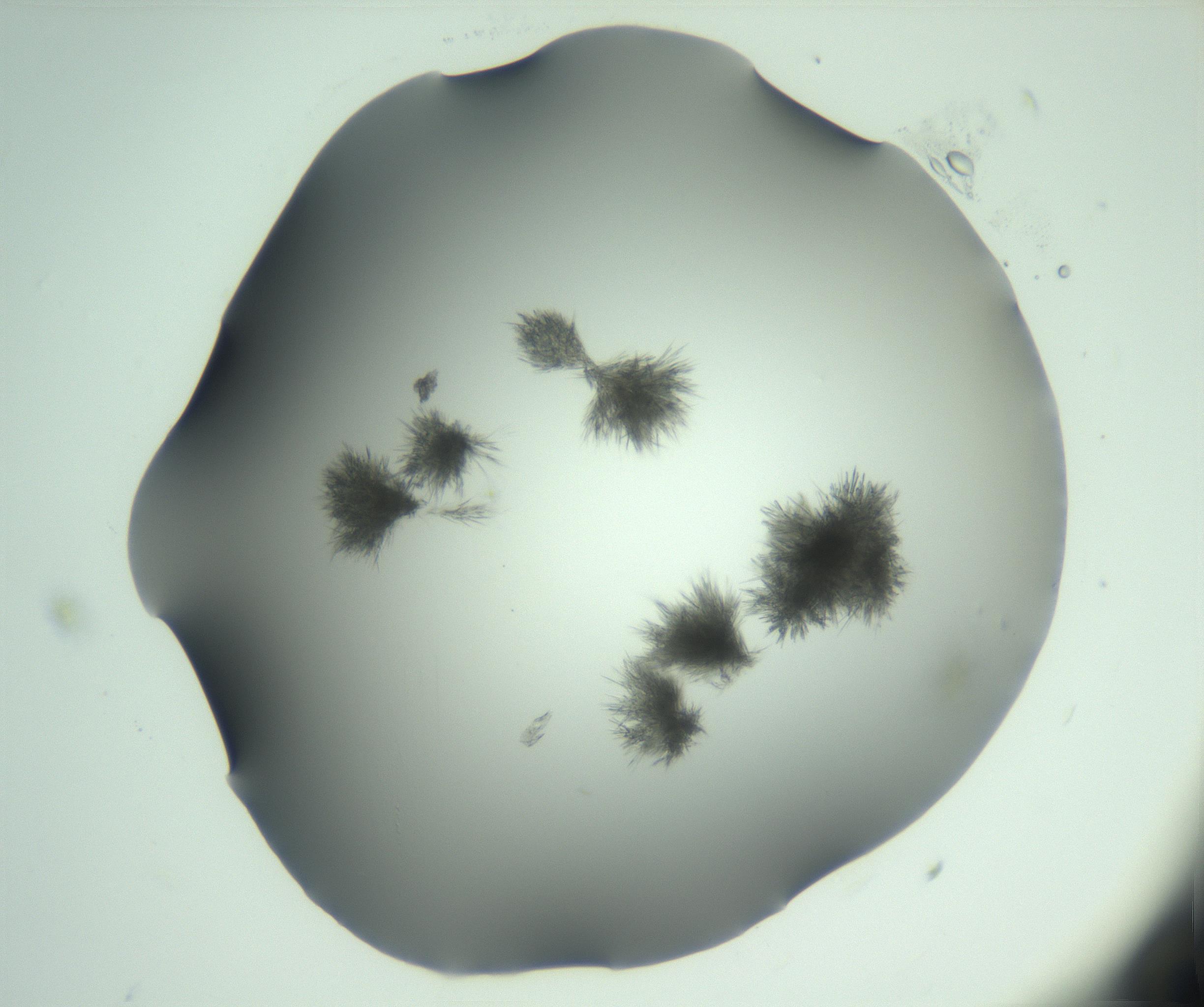 RI01_03_000_0212_Proj1_Clon1_MC_0000MC103046_003_161127_11_03_01_00_99_002_001_RAI.jpg