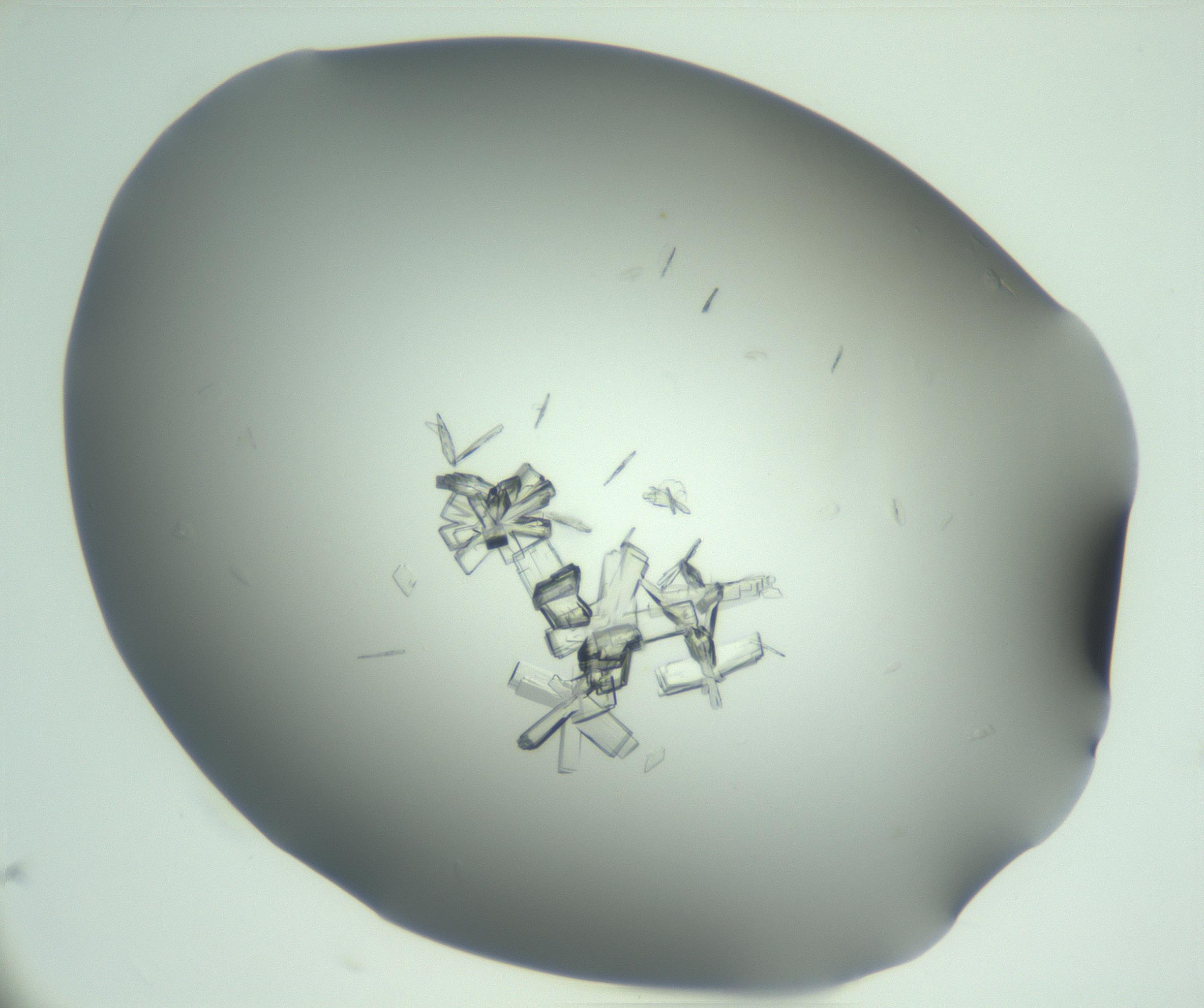 RI01_03_000_0212_Proj1_Clon1_MC_0000MC103046_003_161127_11_04_01_00_99_002_001_RAI.jpg