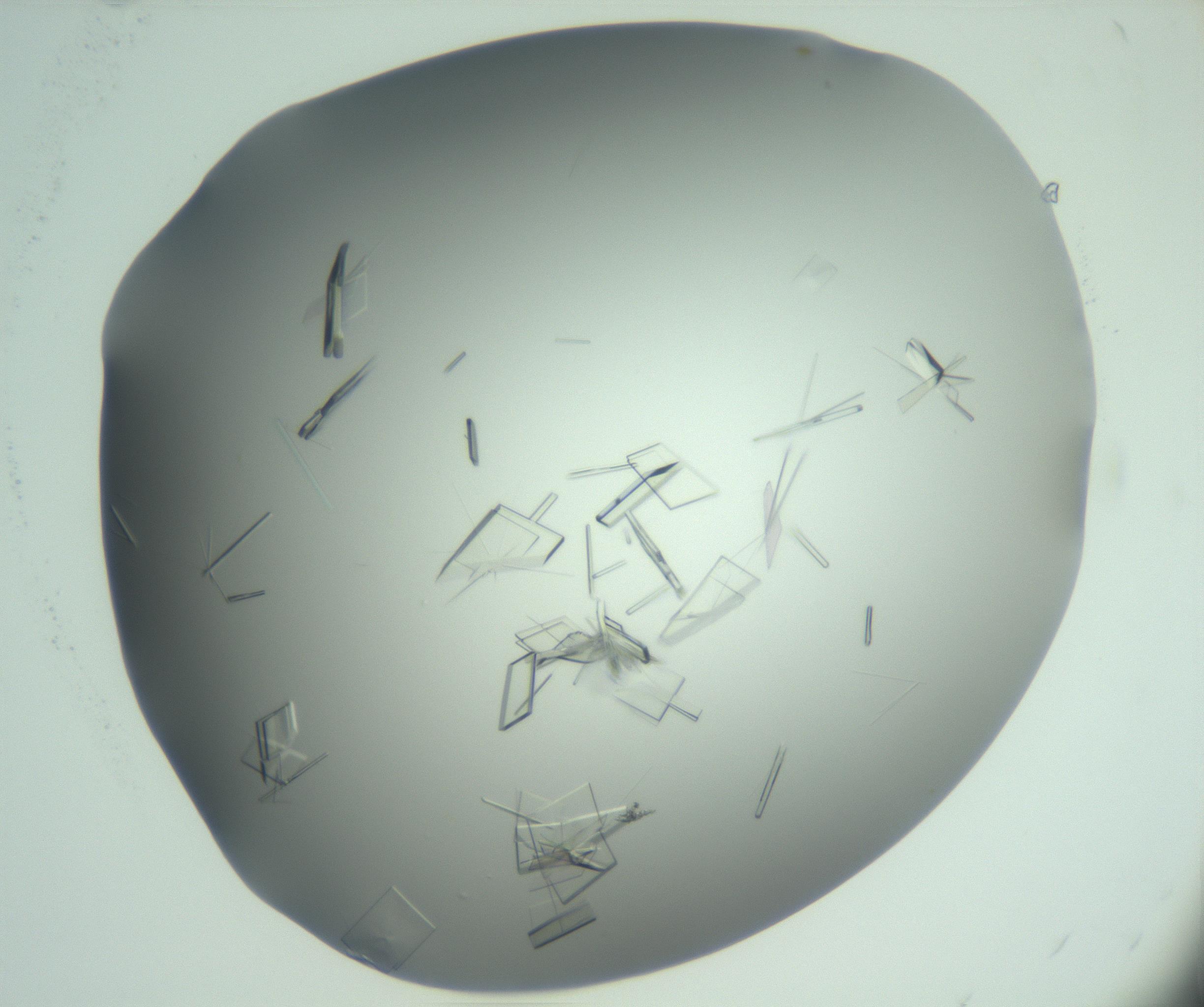 RI01_03_000_0212_Proj1_Clon1_MC_0000MC103046_003_161127_11_05_02_00_99_002_001_RAI.jpg