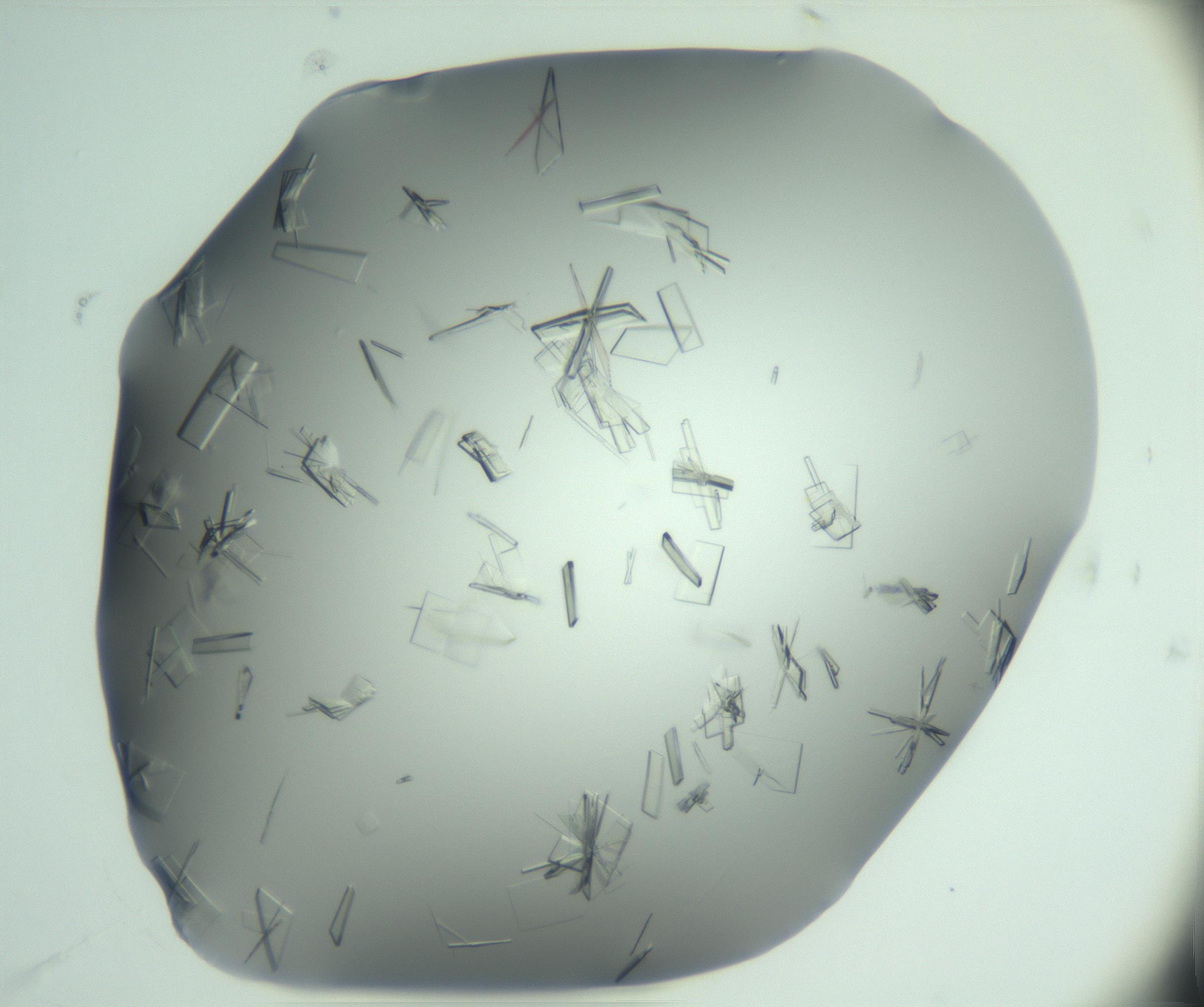 RI01_03_000_0212_Proj1_Clon1_MC_0000MC103046_003_161127_11_06_01_00_99_002_001_RAI.jpg