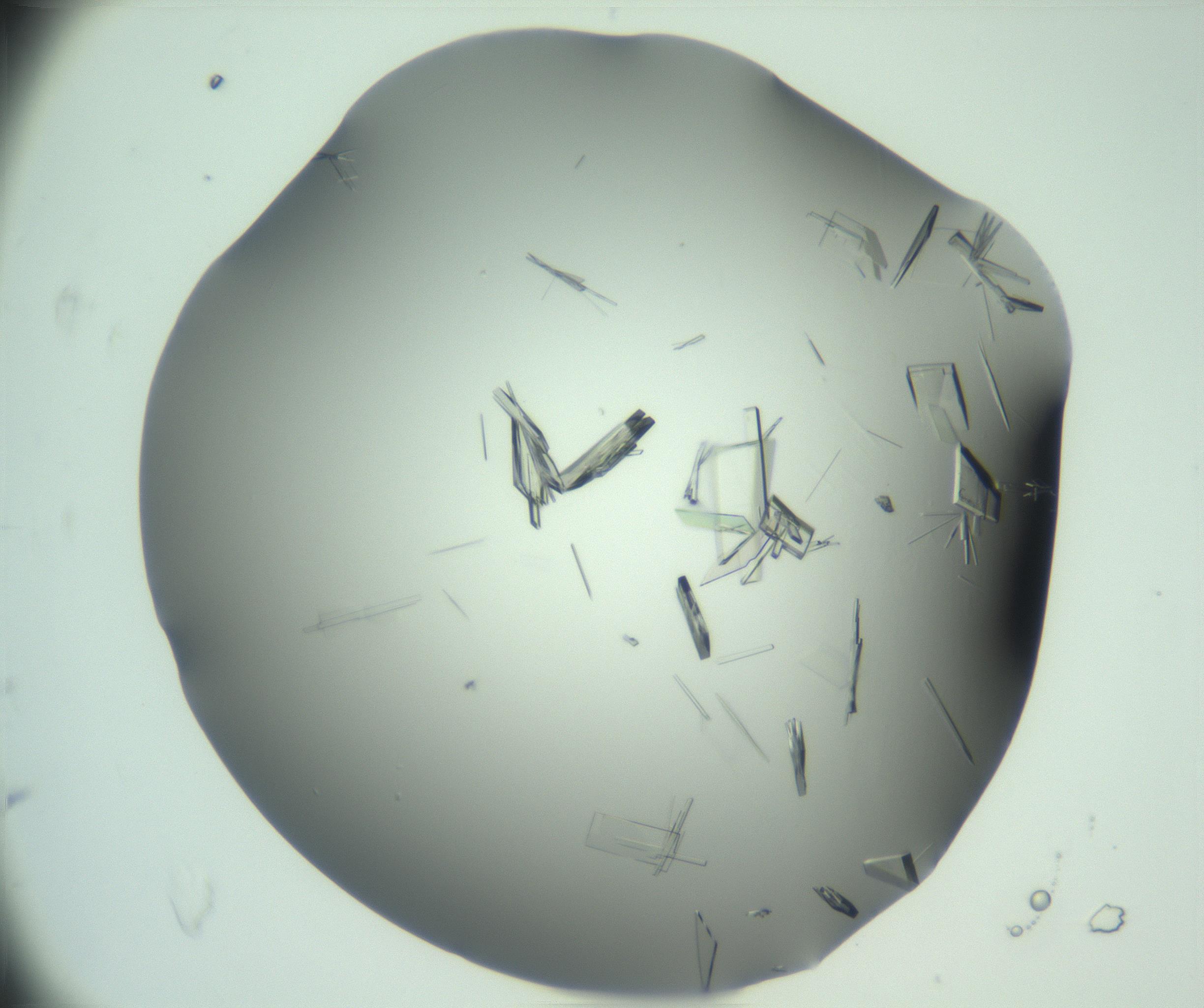 RI01_03_000_0212_Proj1_Clon1_MC_0000MC103046_003_161127_12_04_01_00_99_002_001_RAI.jpg