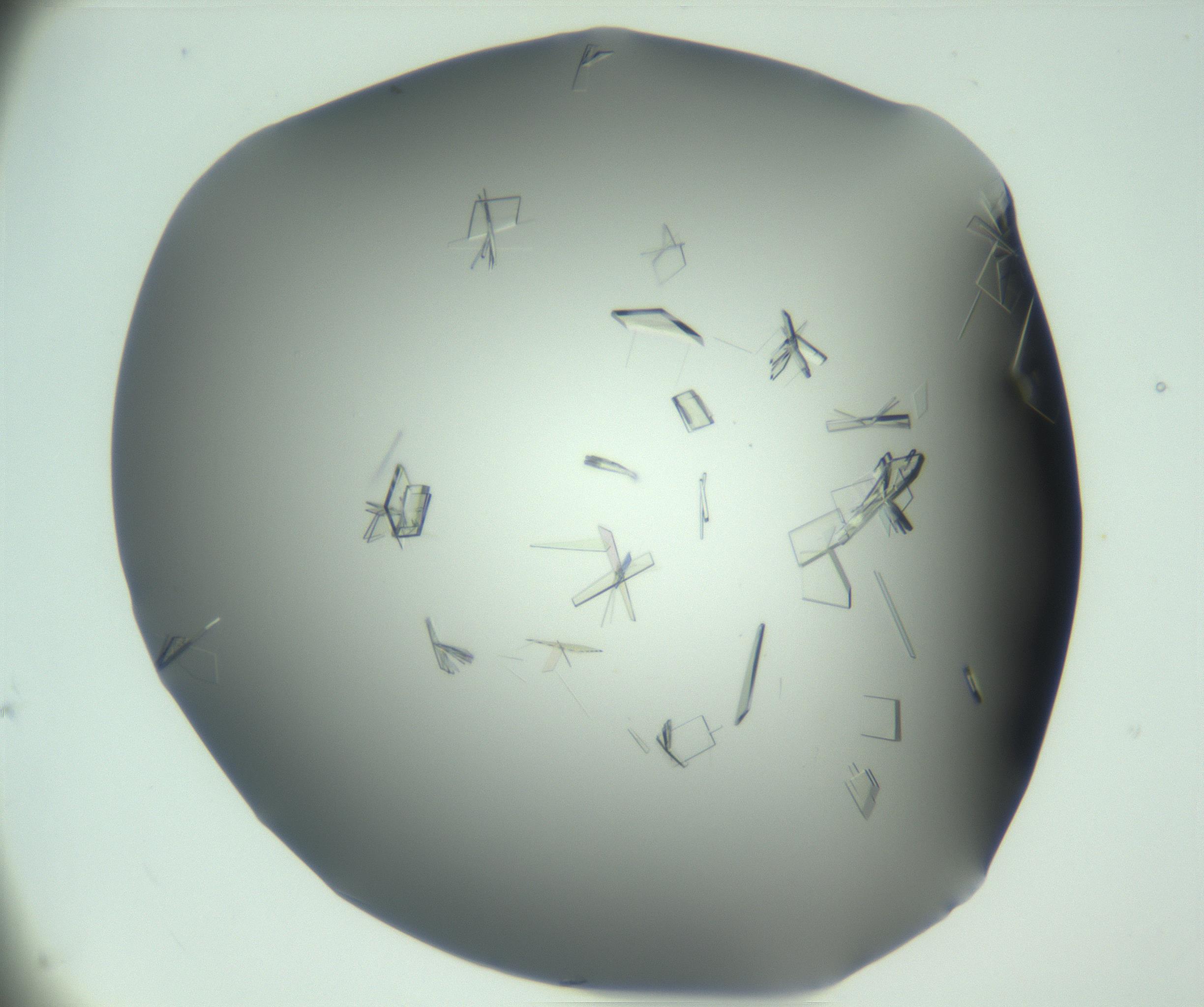 RI01_03_000_0212_Proj1_Clon1_MC_0000MC103046_003_161127_12_04_02_00_99_002_001_RAI.jpg