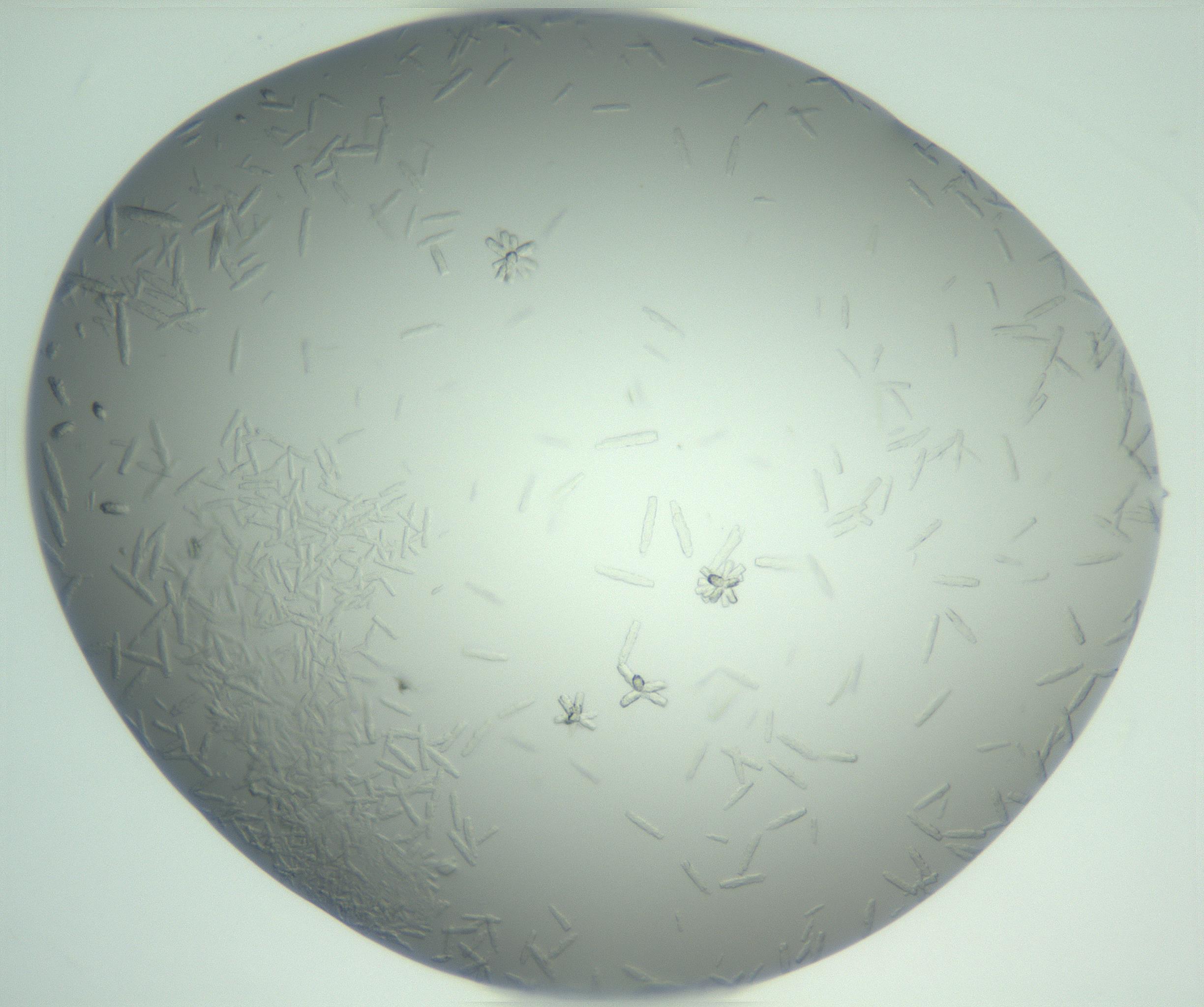 RI01_03_000_0212_Proj1_Clon1_MC_0000MC103047_005_161201_01_01_02_00_99_002_001_RAI.jpg