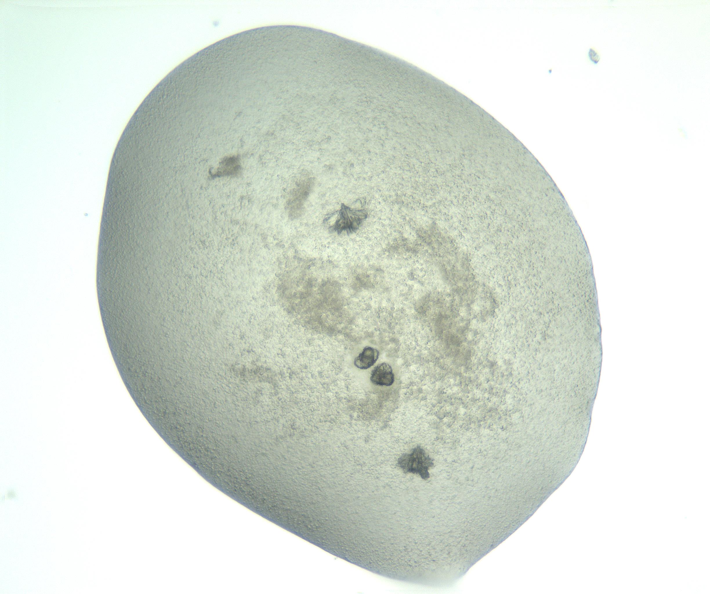 RI01_03_000_0212_Proj1_Clon1_MC_0000MC103047_005_161201_05_03_01_00_99_002_001_RAI.jpg