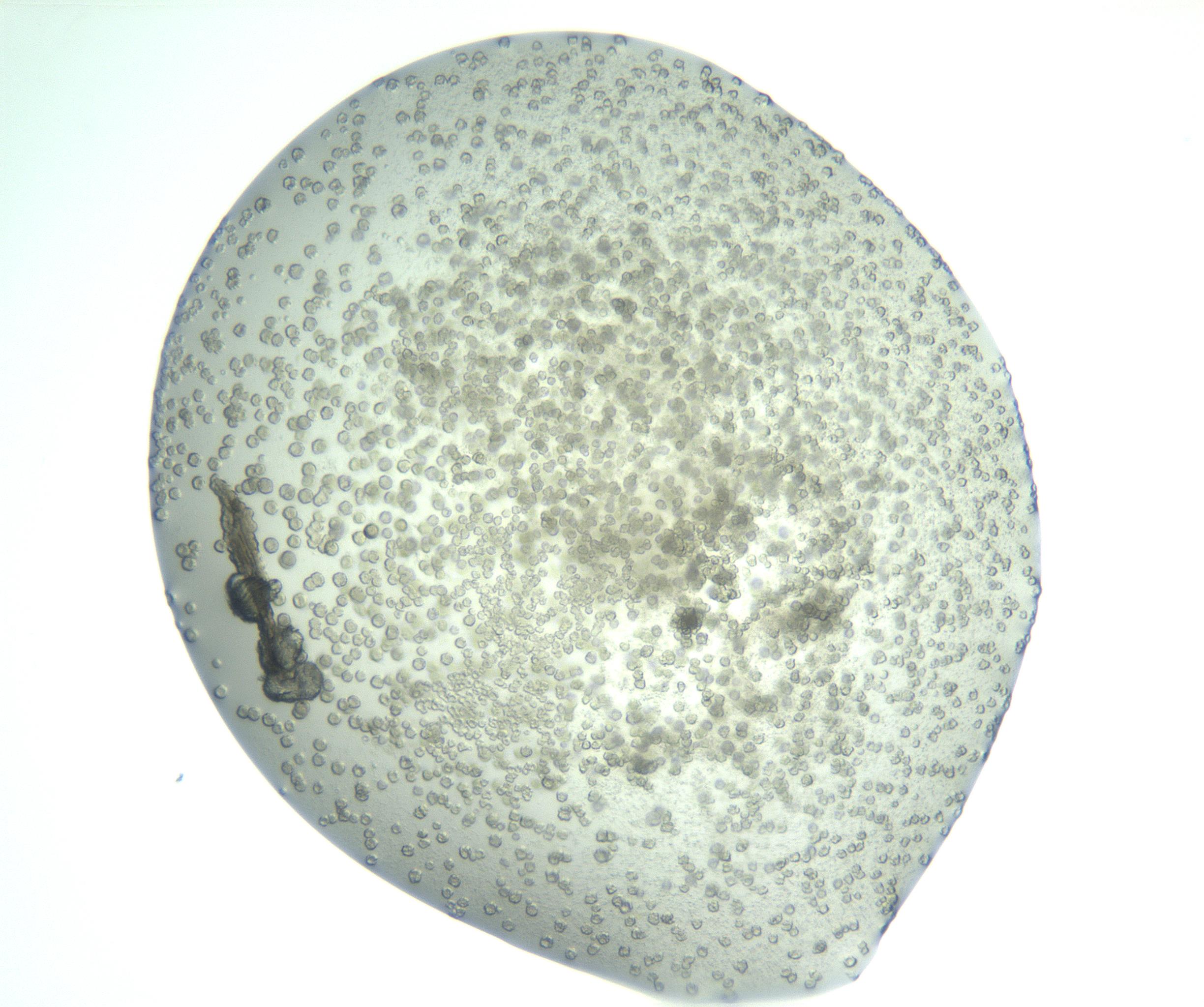 RI01_03_000_0212_Proj1_Clon1_MC_0000MC103047_005_161201_05_03_02_00_99_002_001_RAI.jpg