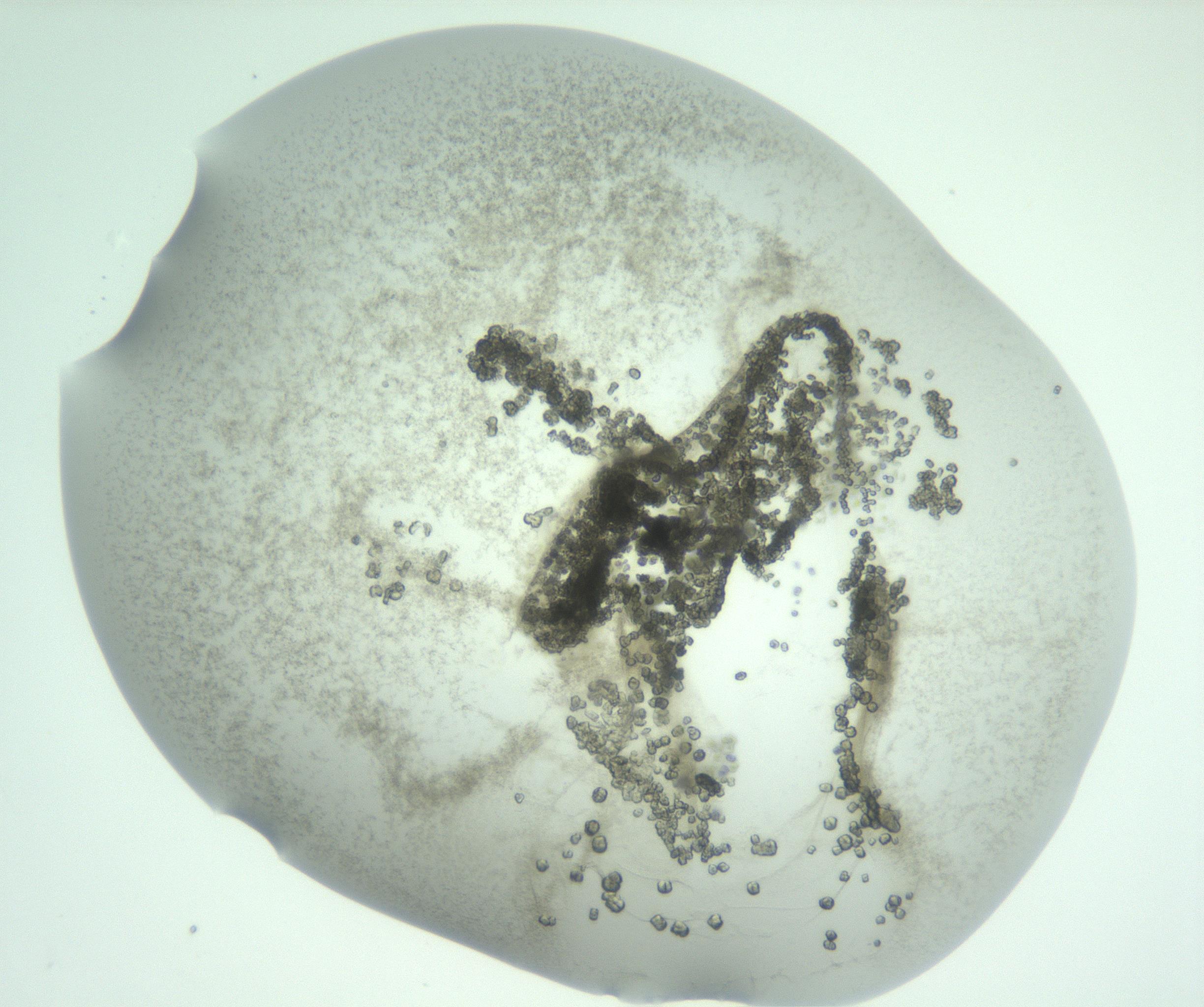 RI01_03_000_0212_Proj1_Clon1_MC_0000MC103047_005_161201_05_04_01_00_99_002_001_RAI.jpg