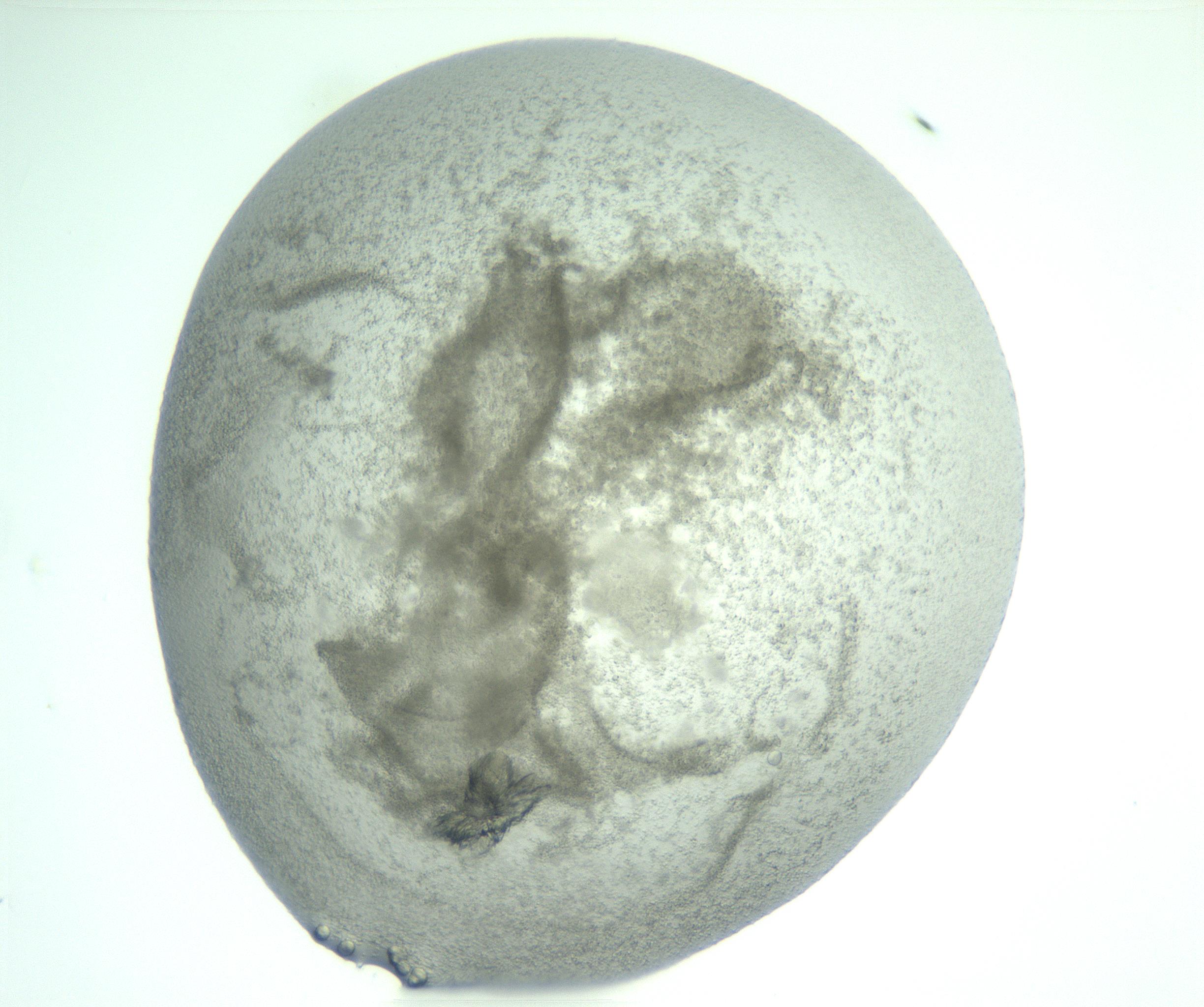 RI01_03_000_0212_Proj1_Clon1_MC_0000MC103047_005_161201_10_05_01_00_99_002_001_RAI.jpg
