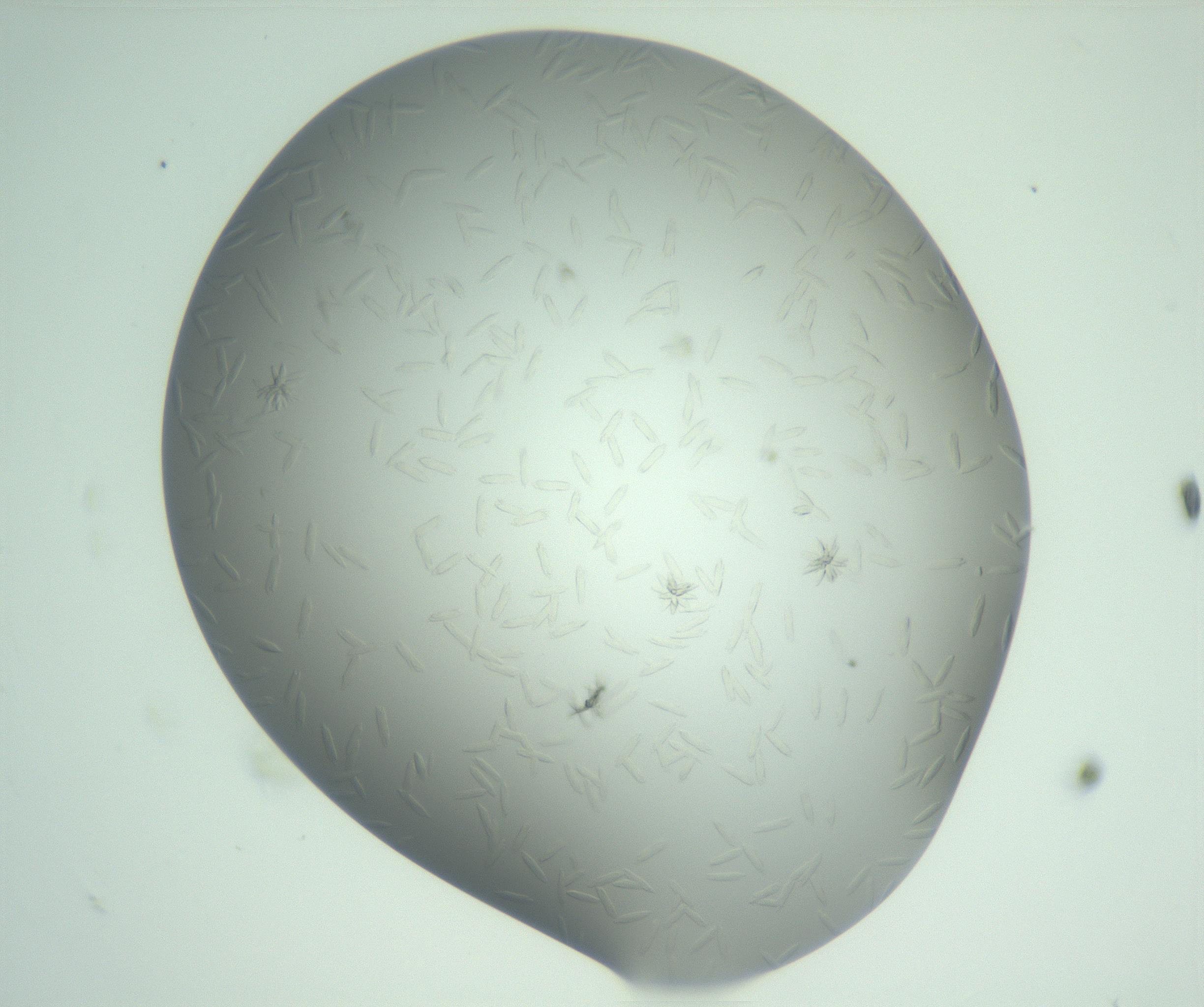 RI01_03_000_0212_Proj1_Clon1_MC_0000MC103047_005_161201_11_03_01_00_99_002_001_RAI.jpg
