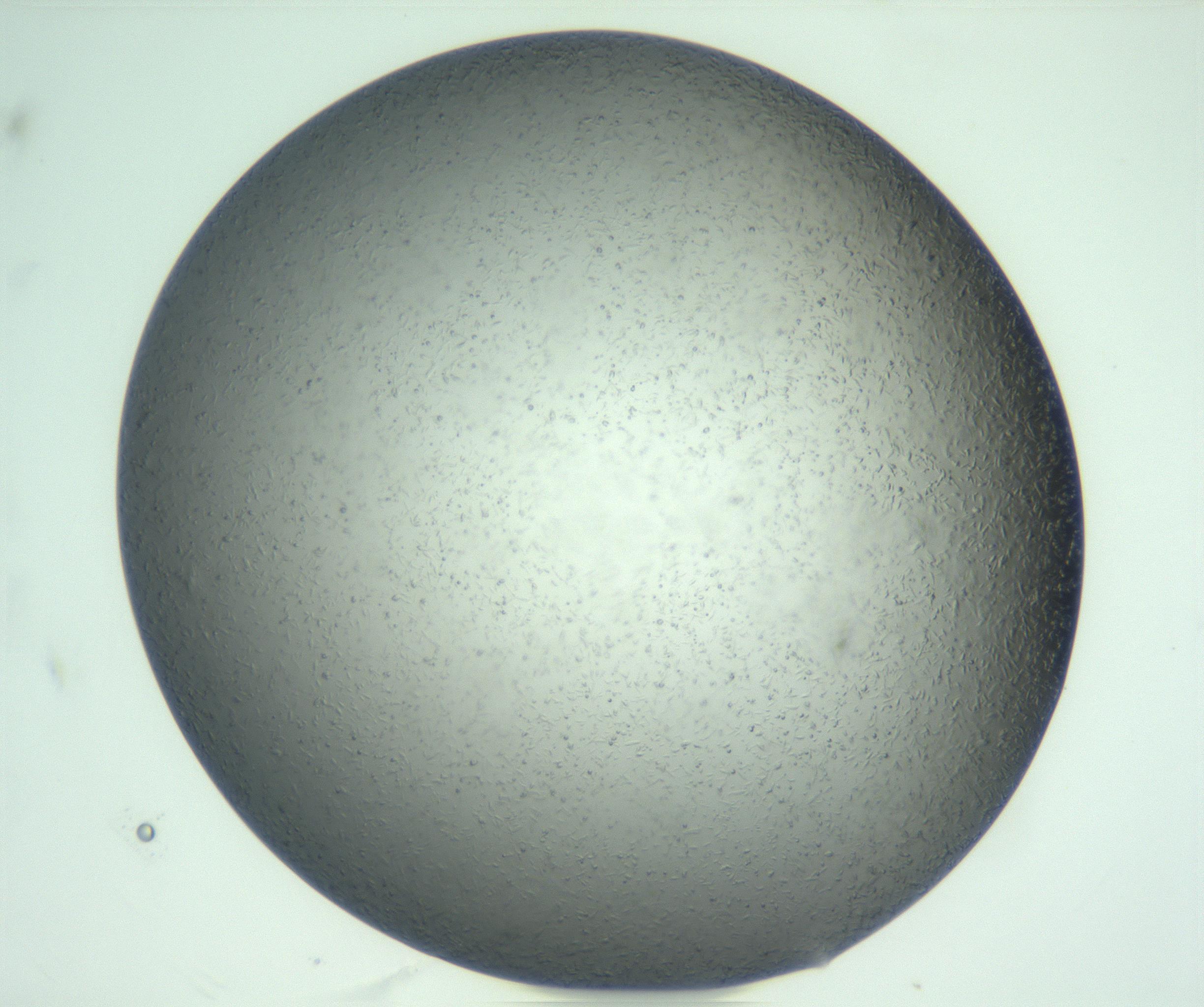 RI01_03_000_0212_Proj1_Clon1_MC_0000MC103047_005_161201_11_06_01_00_99_002_001_RAI.jpg